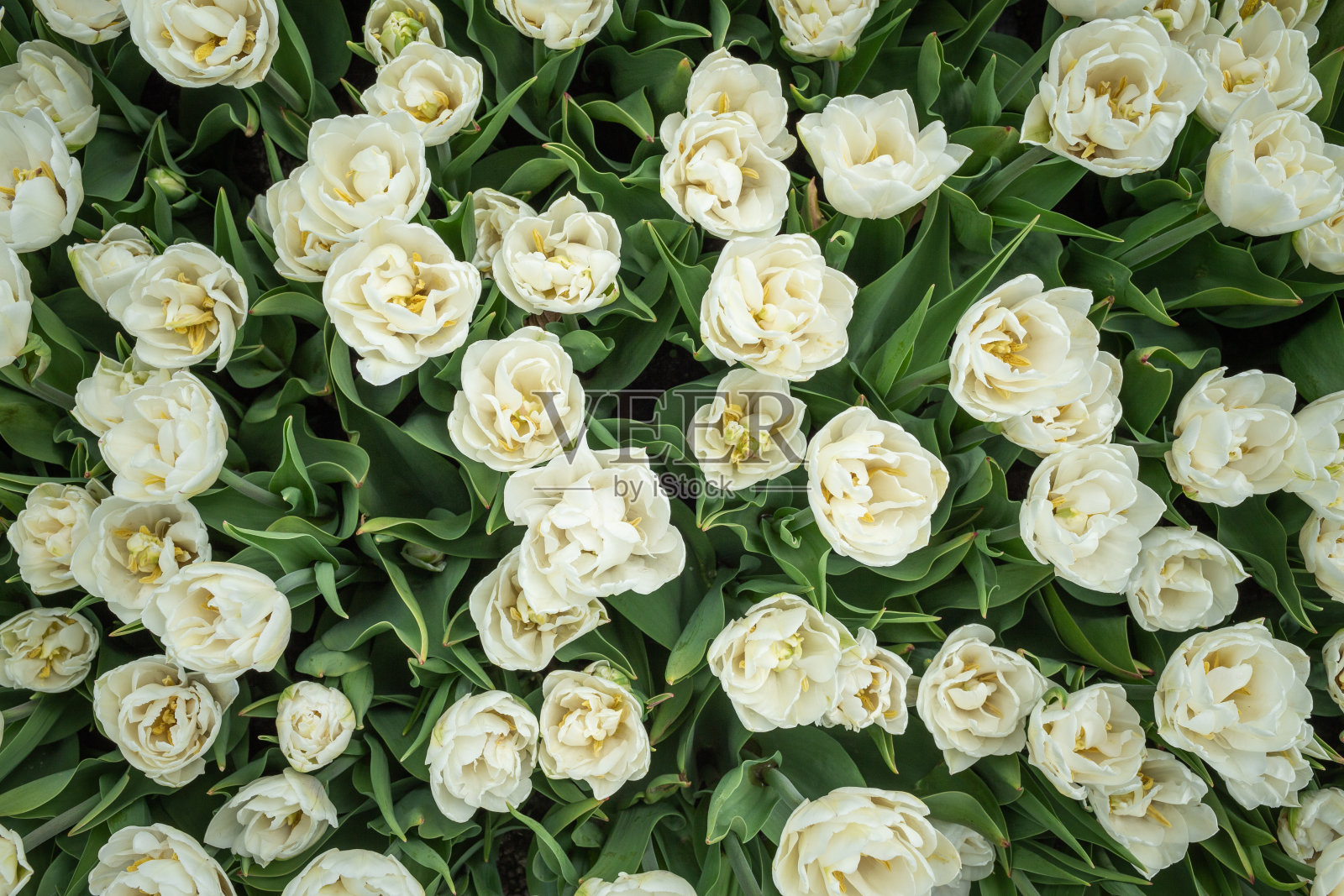 白色郁金香的纹理，俯视图照片摄影图片