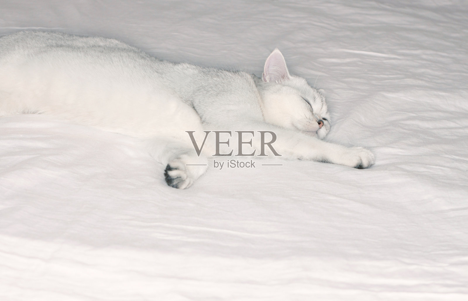 那只猫正躺在一条白色的毯子上照片摄影图片