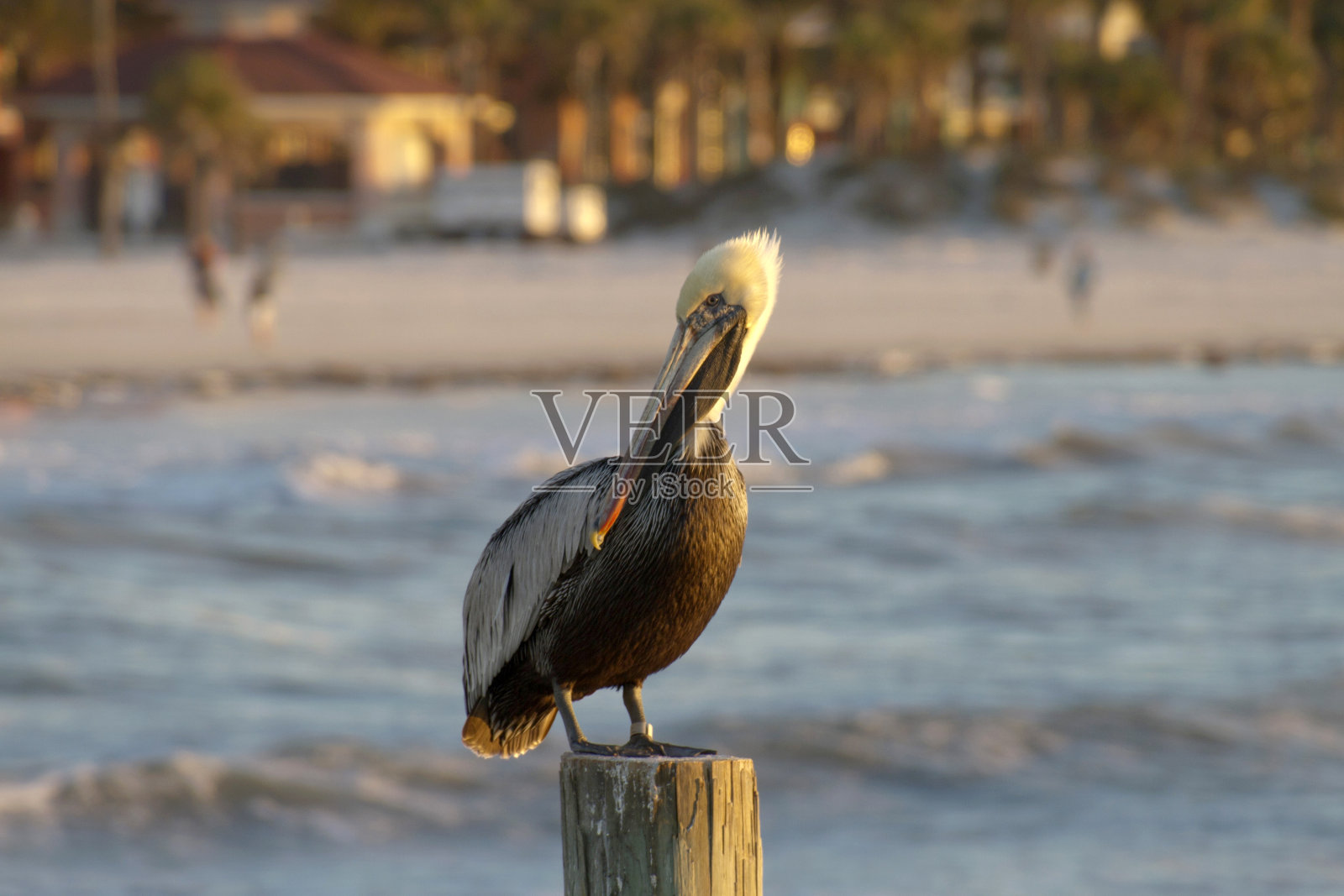 佛罗里达鹈鹕看海照片摄影图片