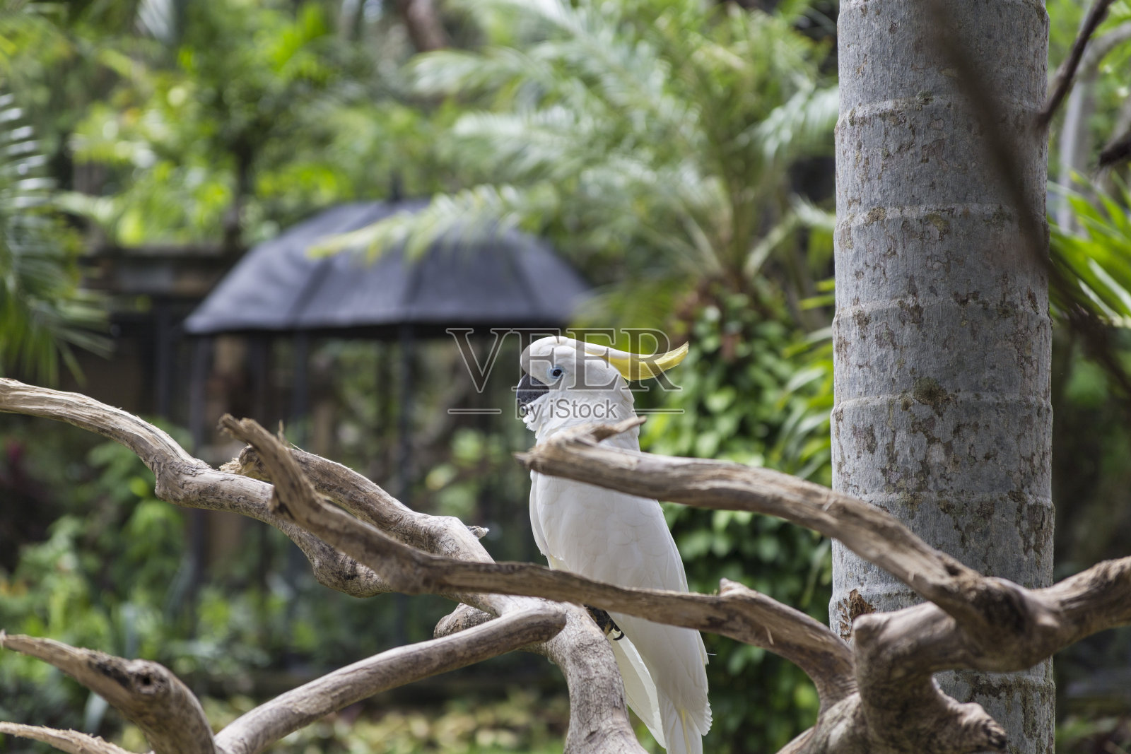 鹦鹉照片摄影图片