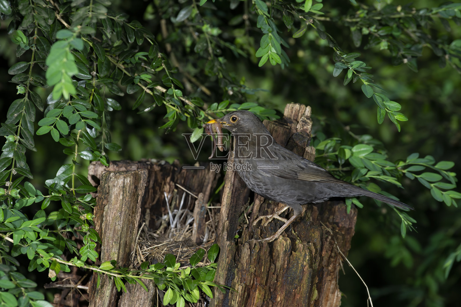 黑鸟在筑巢照片摄影图片