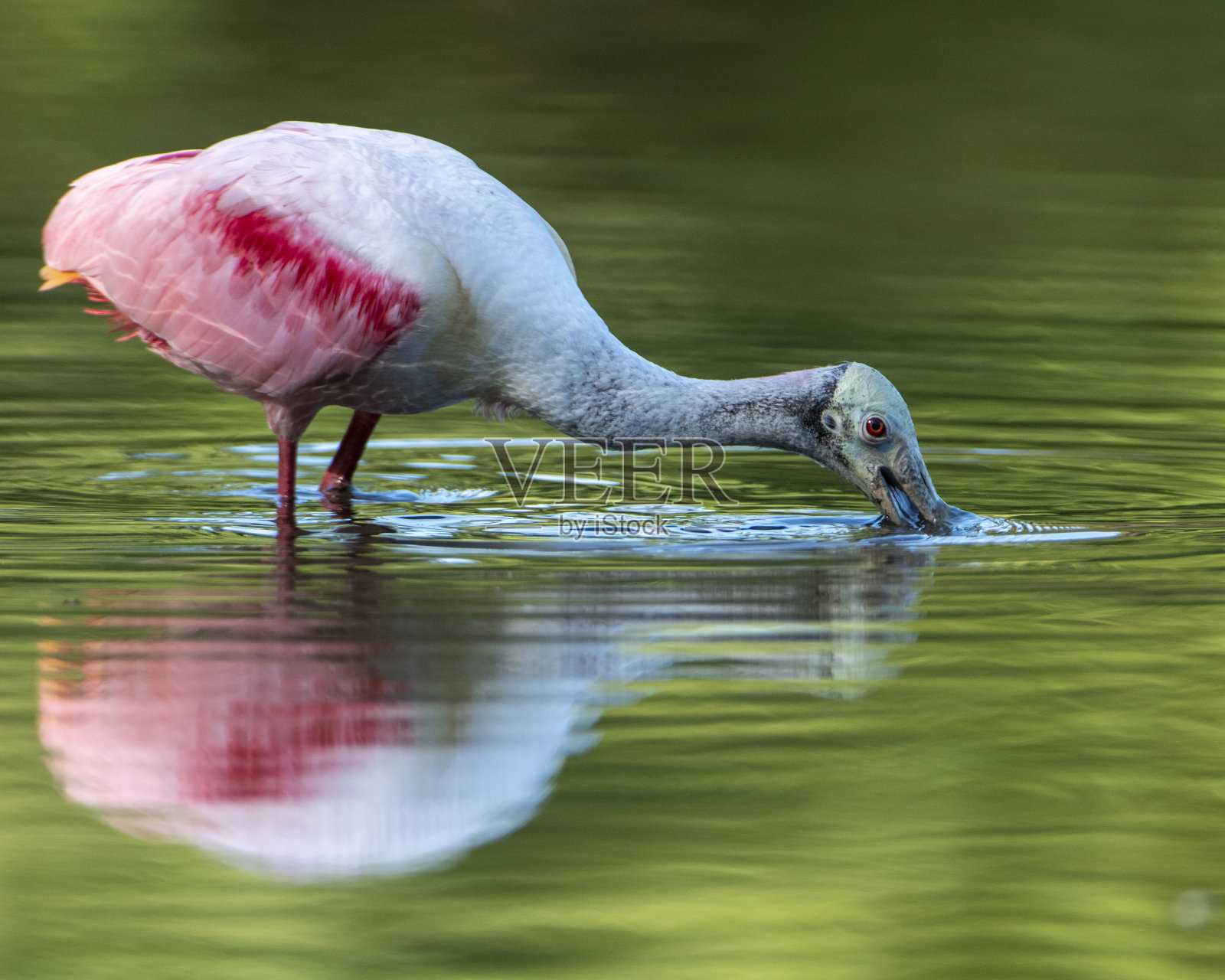 粉红琵鹭照片摄影图片