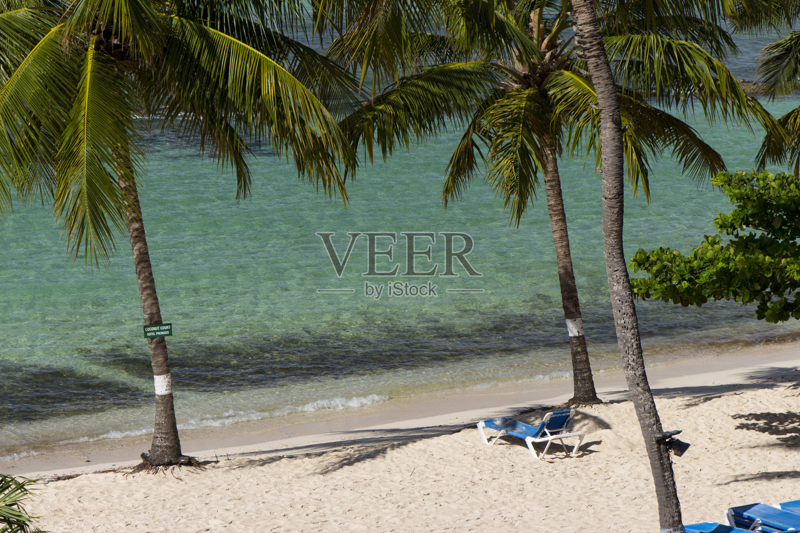 热带海岸，棕榈树悬在蓝绿色的海面上。巴巴多斯底湾-巴巴多斯加勒比岛的天堂海滩。照片摄影图片