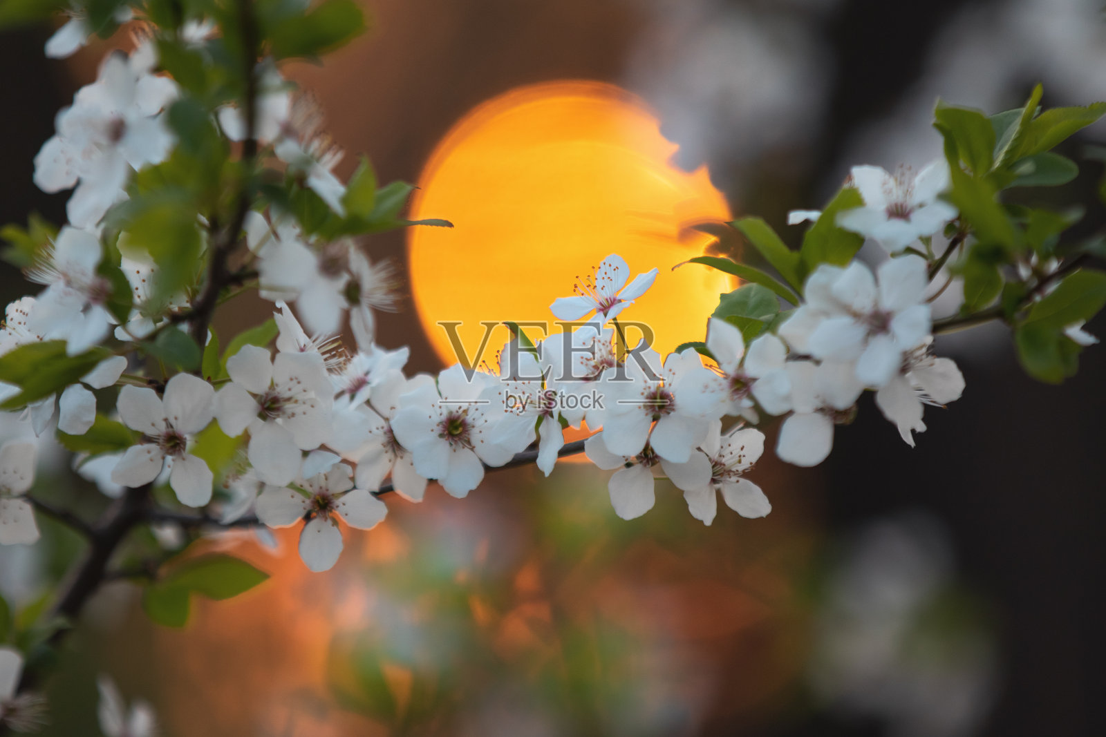 日出时，树上春花盛开照片摄影图片