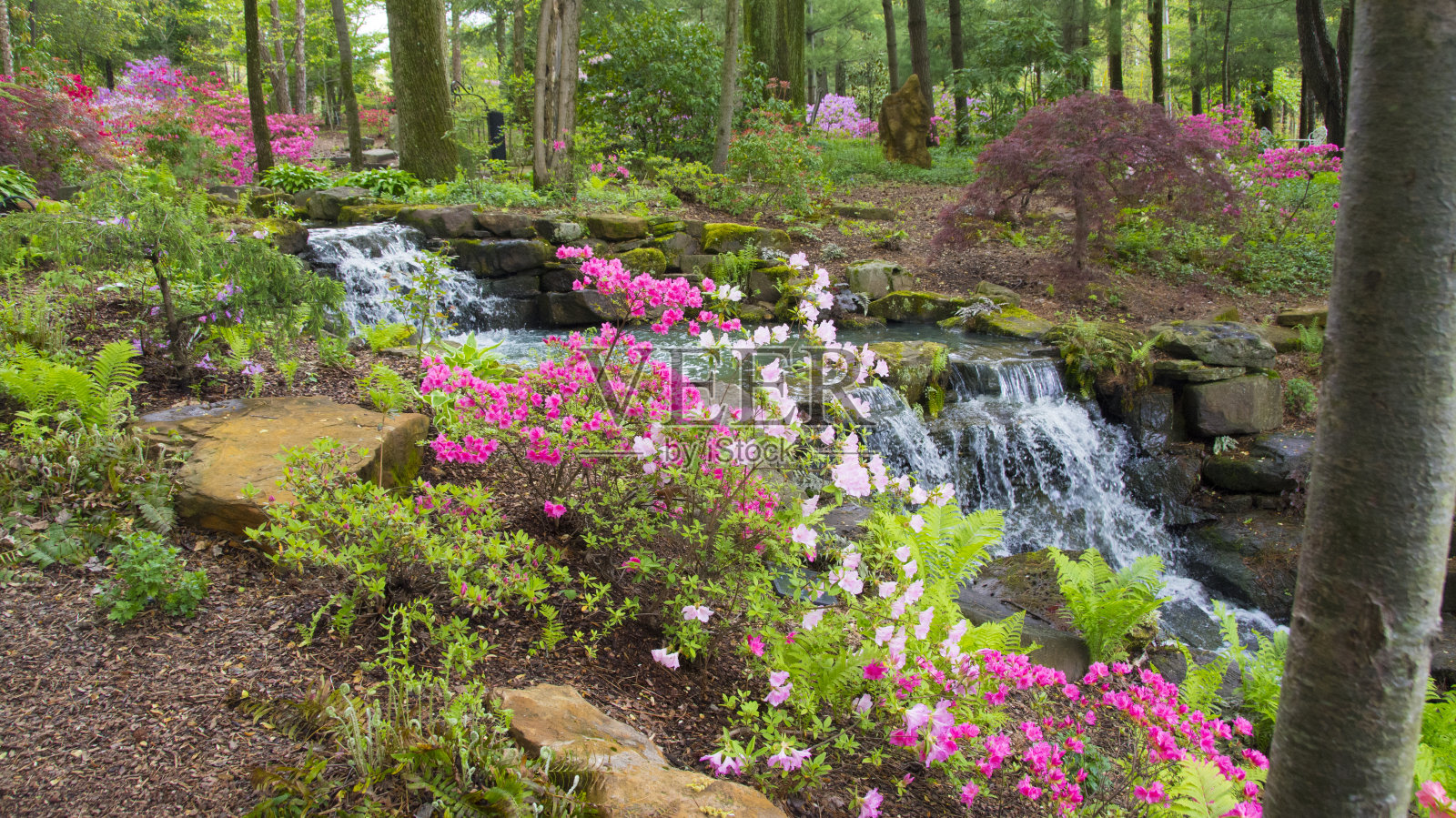 瀑布-春天的花在森林的场景-杜鹃花走保留地-吉布森县印第安纳照片摄影图片