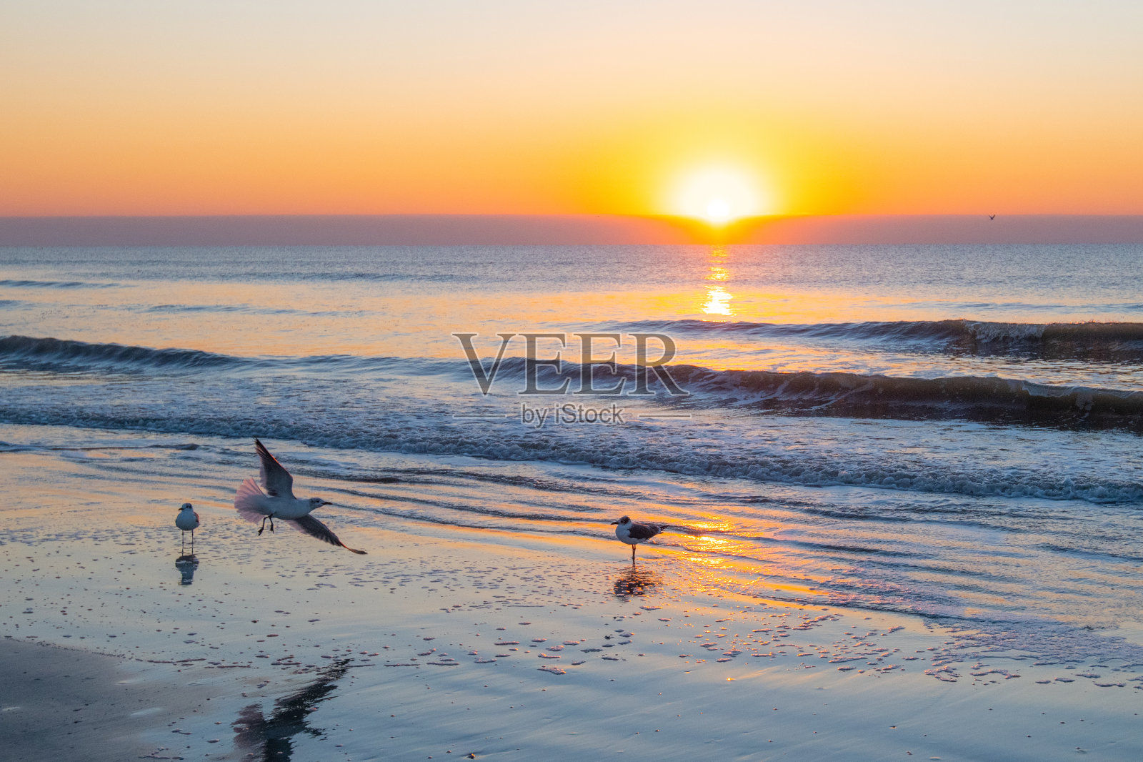 海滩日出与海岸鸟-希尔顿海德，南卡罗来纳照片摄影图片