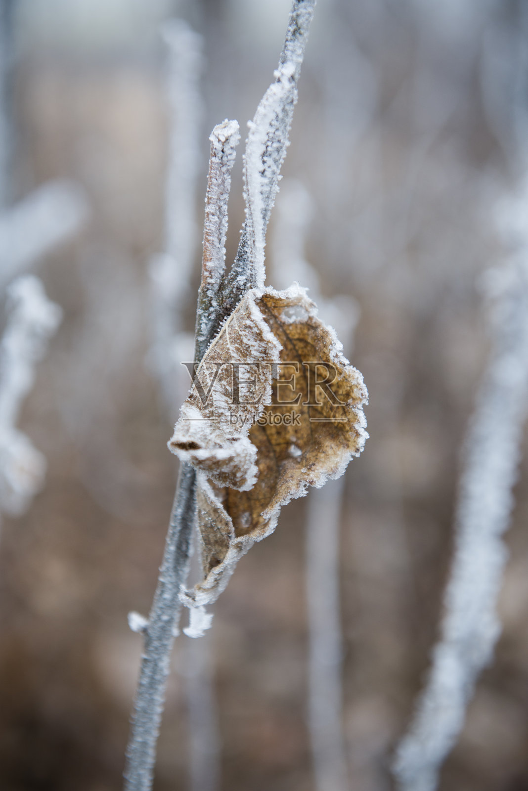 冬天，冰冻的树枝和枯叶被霜覆盖照片摄影图片