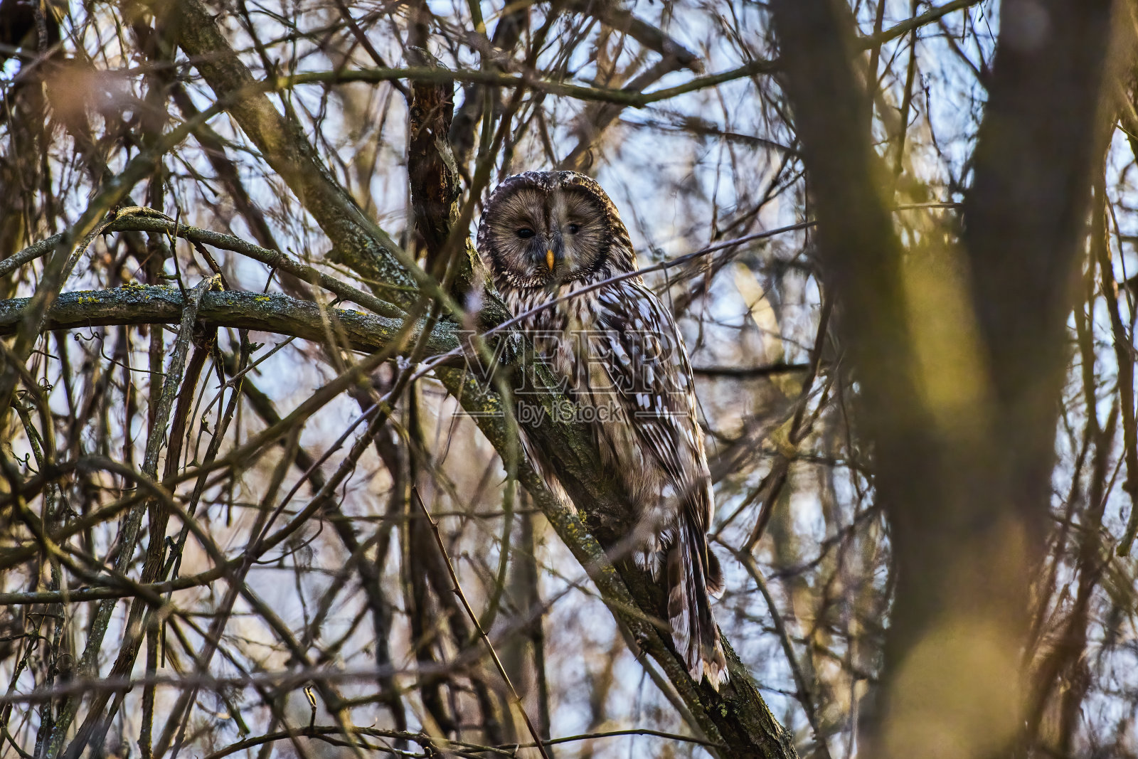 或髯松鼠生活在从瑞典、芬兰、波兰到东西伯利亚的茂密的针叶林中。照片摄影图片