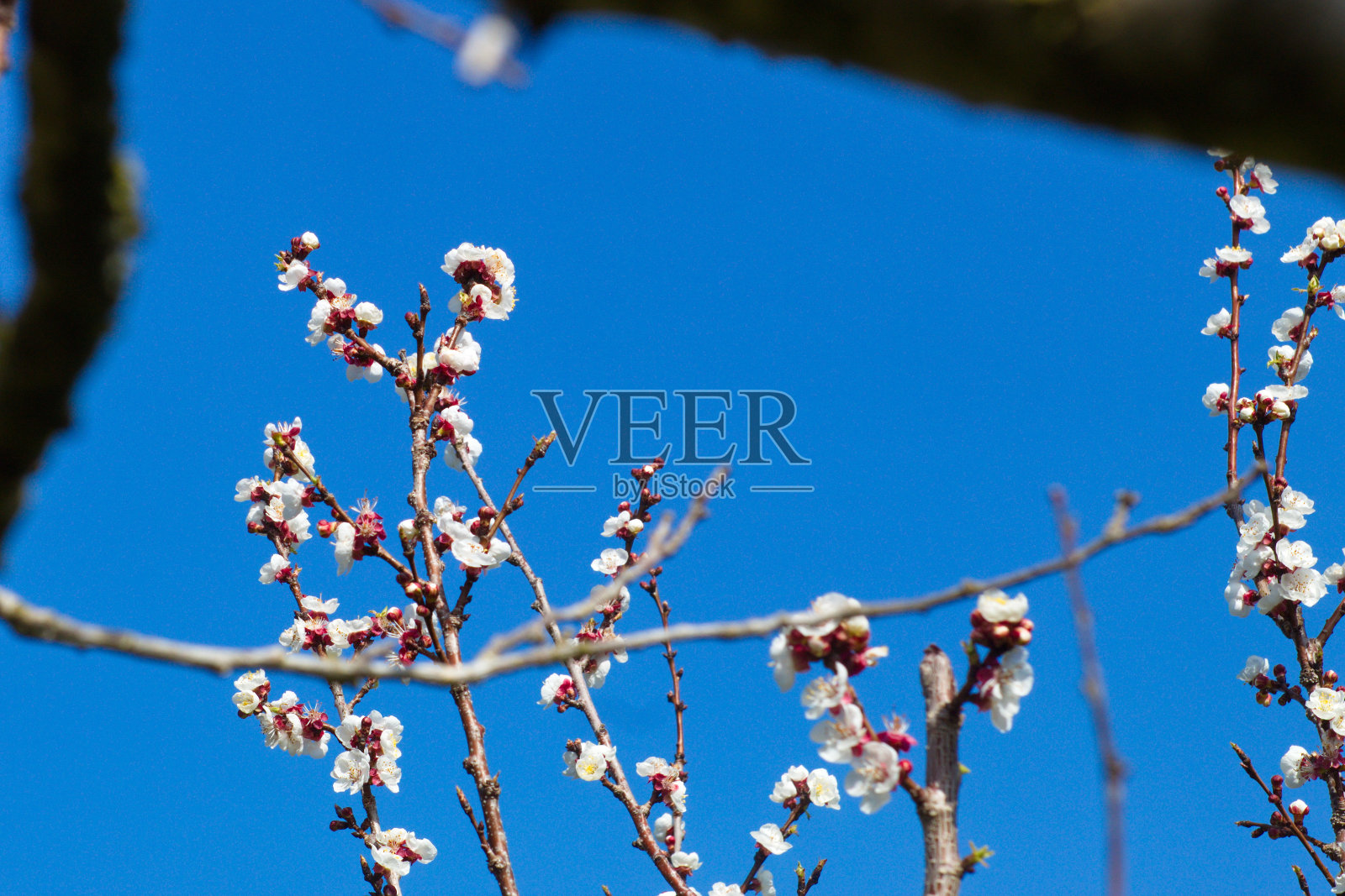 美丽多彩的杏花盛开照片摄影图片