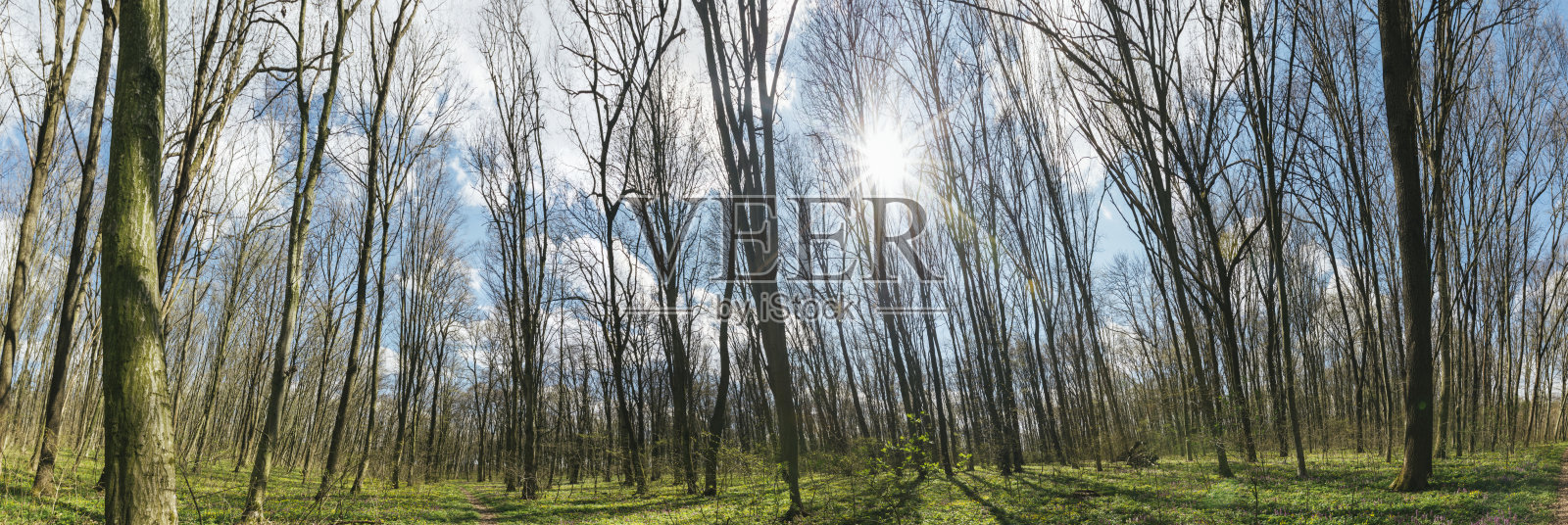 全景春林树木。自然绿木阳光背景。照片摄影图片