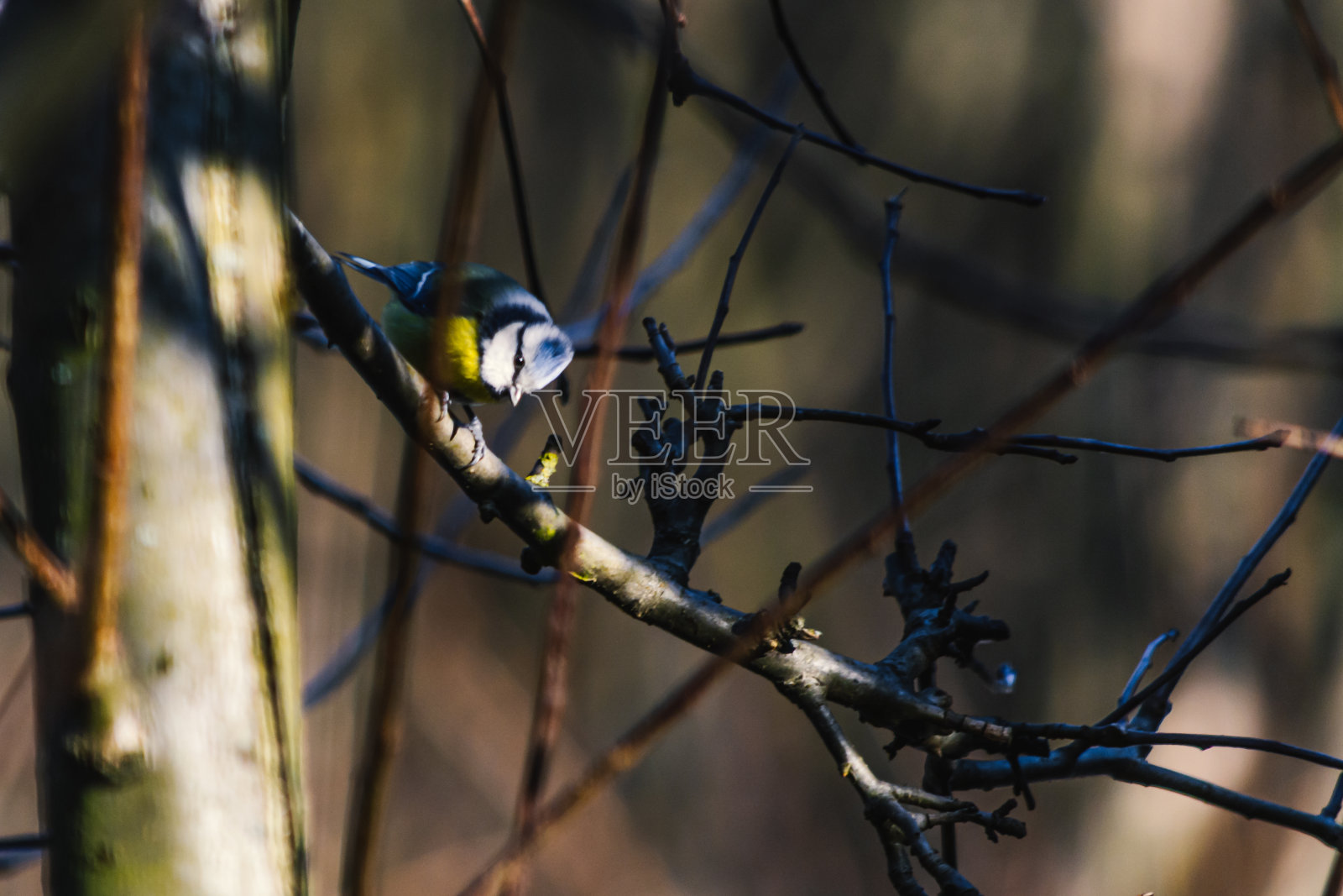 蓝山雀，波兰常见的一种鸟类。照片摄影图片