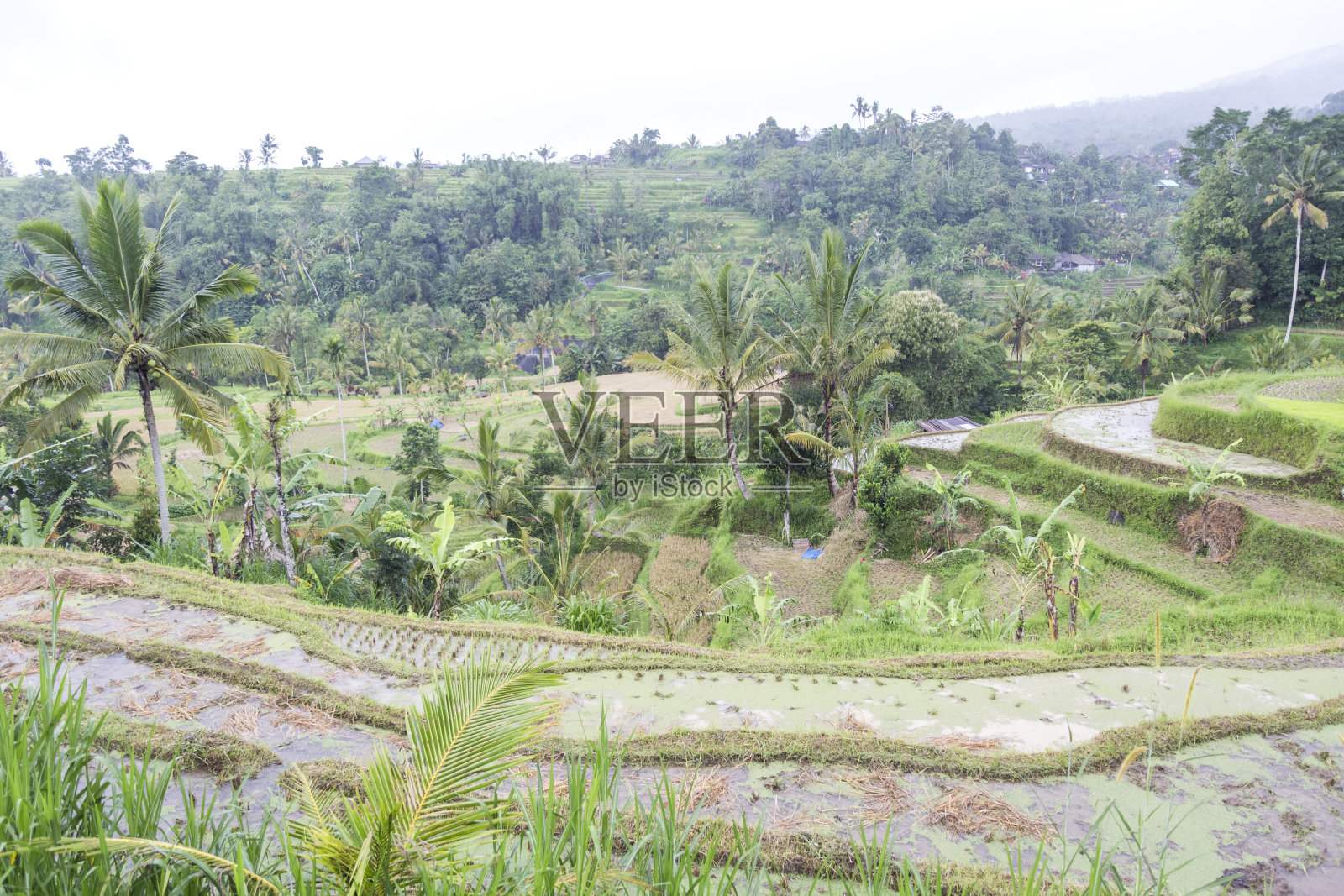巴厘岛照片摄影图片