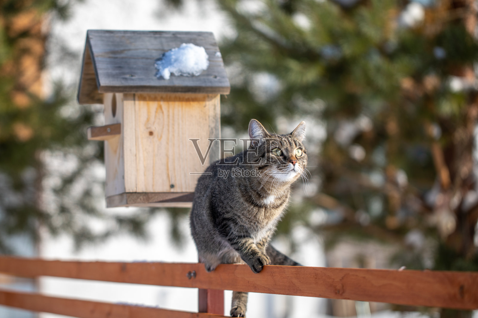 冬天猫坐在篱笆上。一只质朴的条纹家猫沿着篱笆走。照片摄影图片