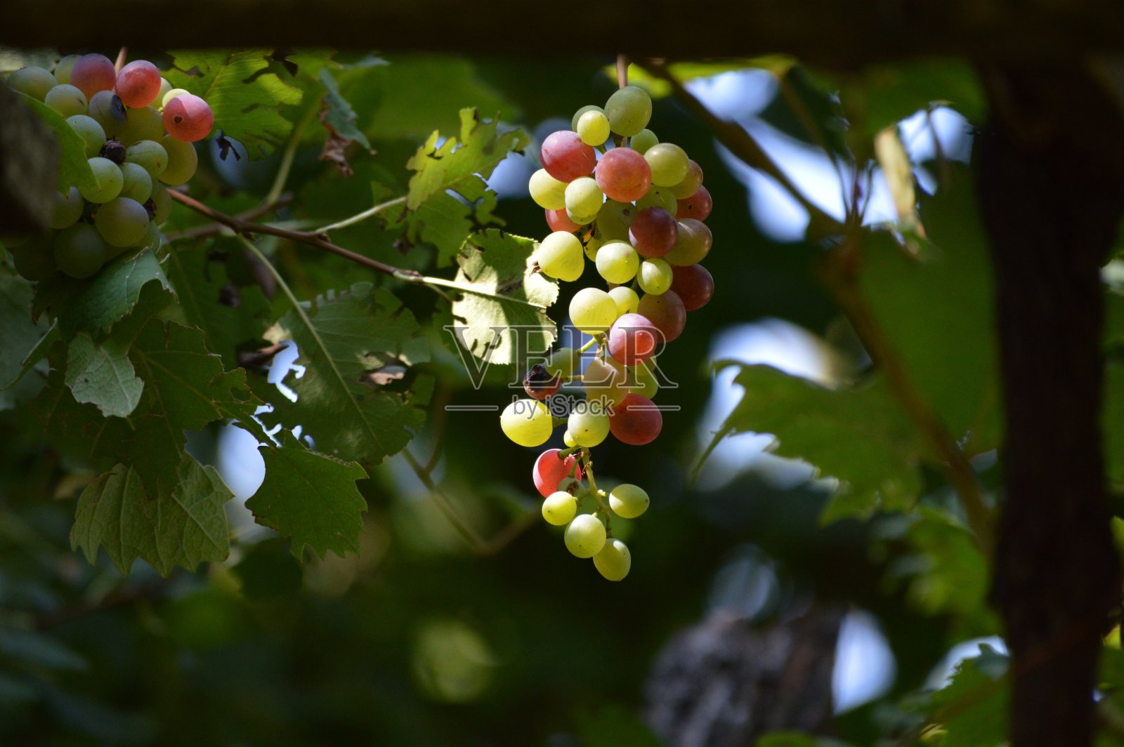一只小鸟在树枝上照片摄影图片