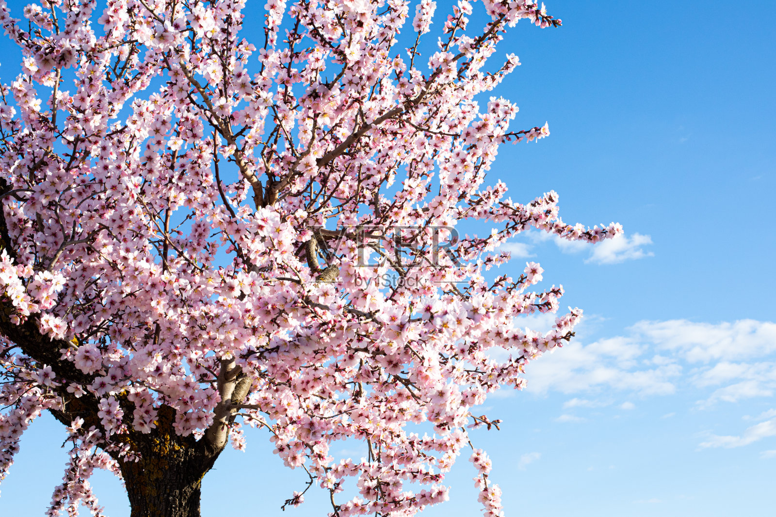 春天照片摄影图片