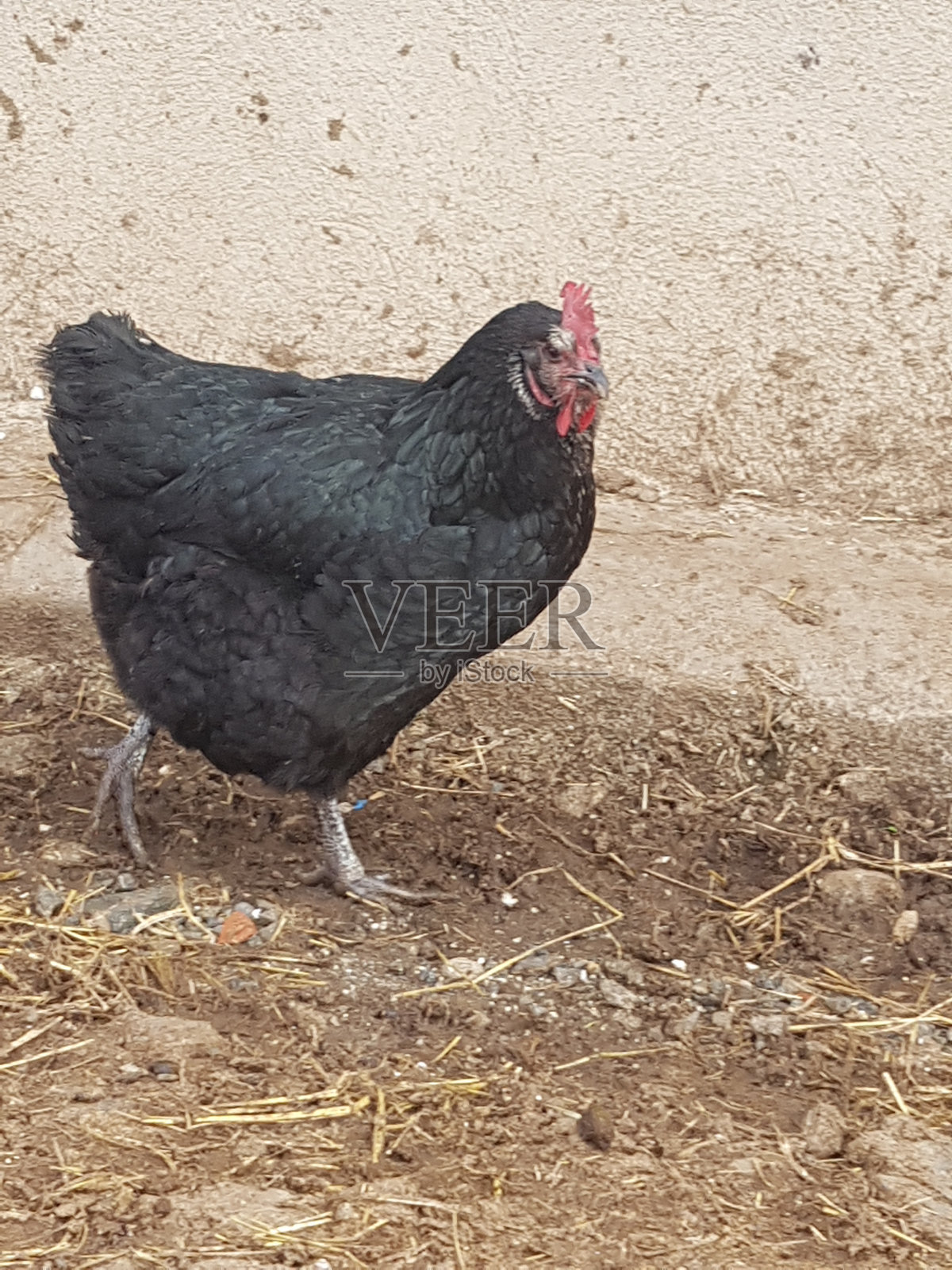 母鸡找早餐照片摄影图片