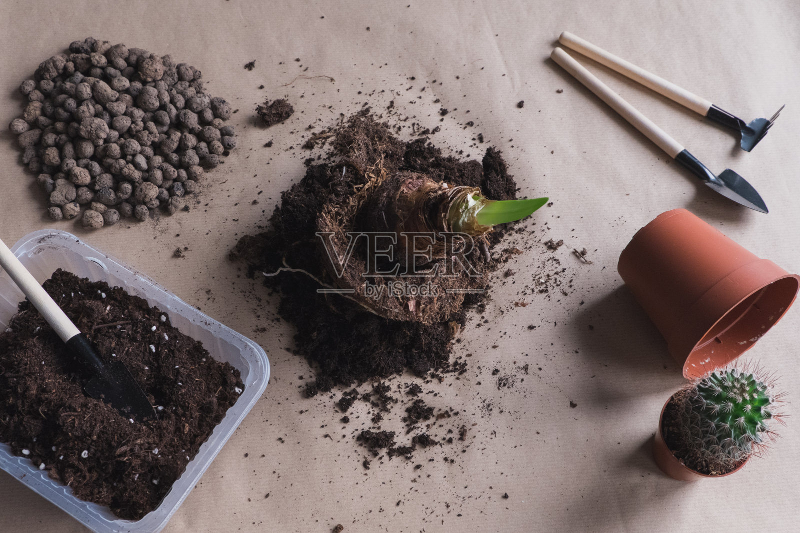 在工艺背景上平铺3株移栽球茎花孤挺花，小型园艺工具照片摄影图片