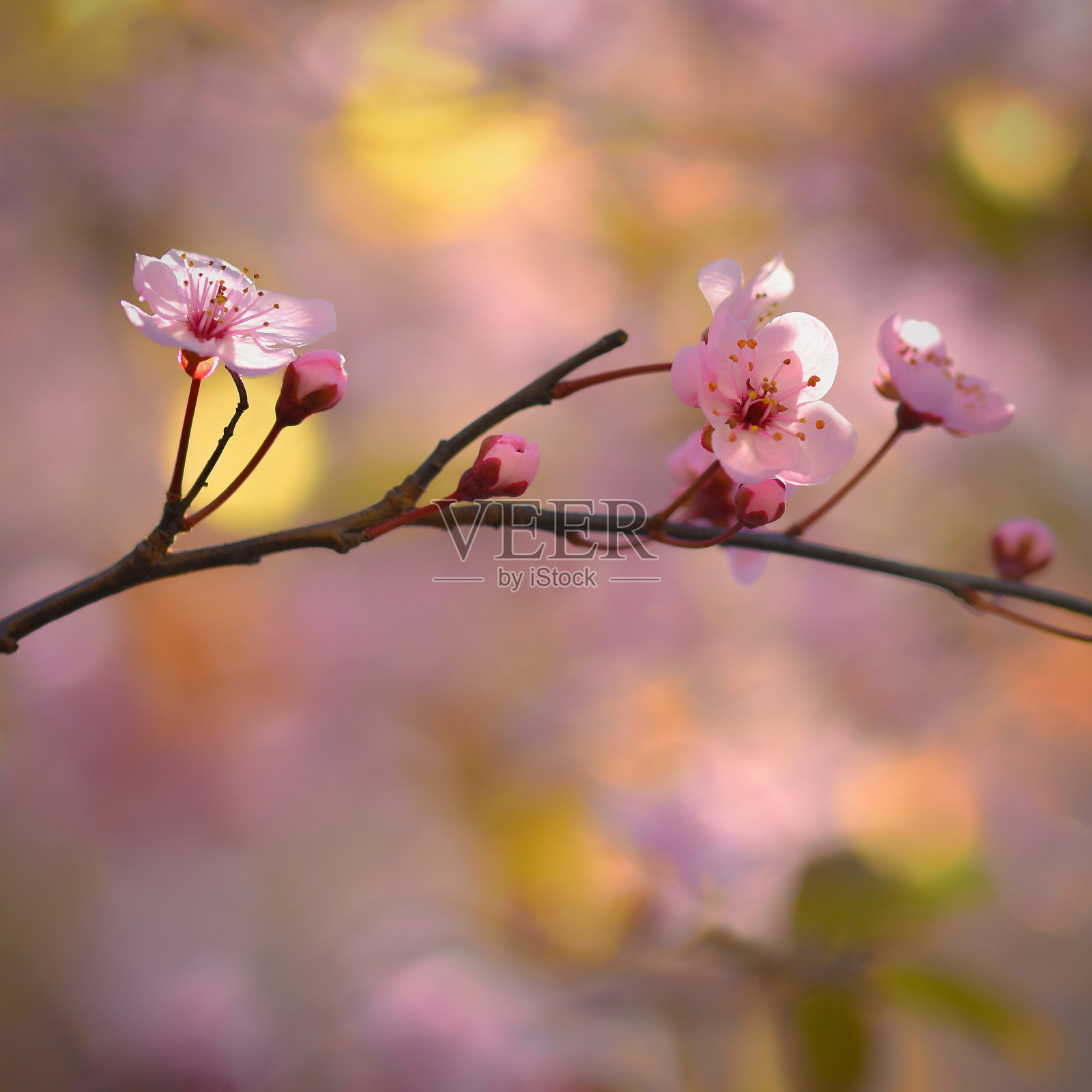 春天的背景。美丽的开花树日本樱桃-樱花。阳光明媚的日子鲜花盛开。照片摄影图片