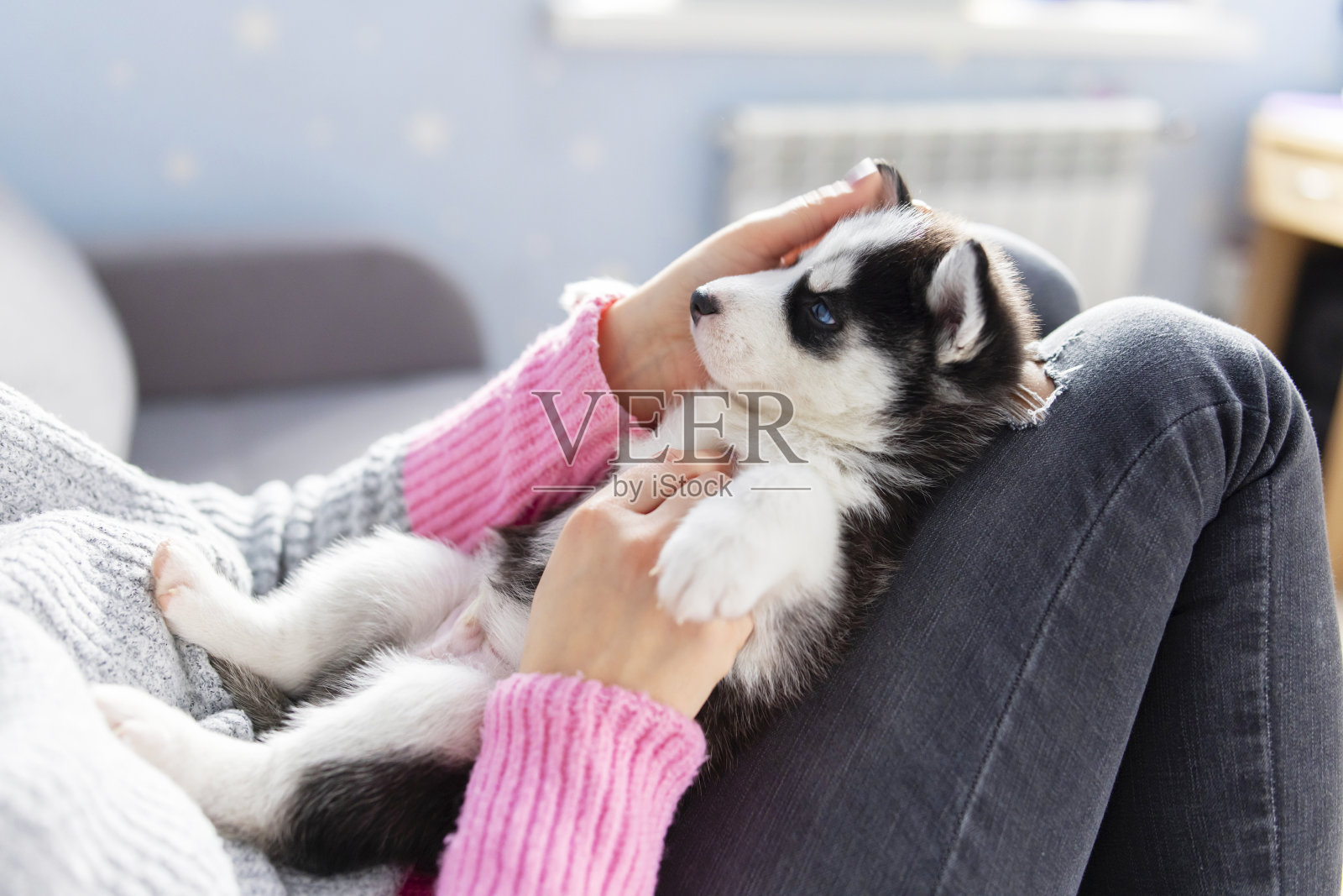 可爱，迷人的哈士奇小狗，躺在一个年轻和关心的女人主人的腿上。特写镜头。宠物护理的概念照片摄影图片