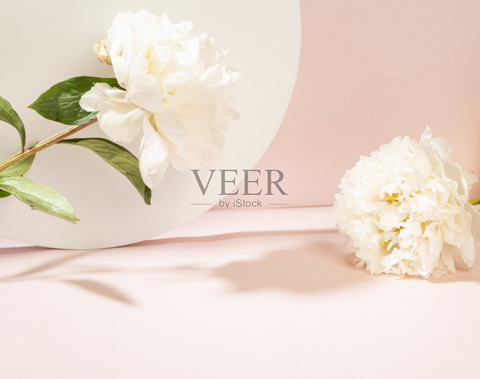 粉红色背景上的花朵照片摄影图片