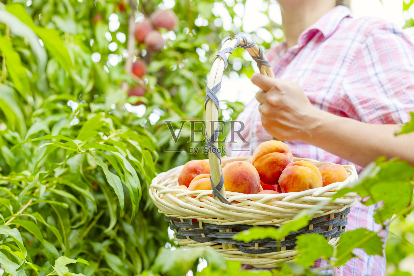 采摘桃子。一个农妇把熟透的桃子从树上摘下来，放进花园里的篮子里照片摄影图片