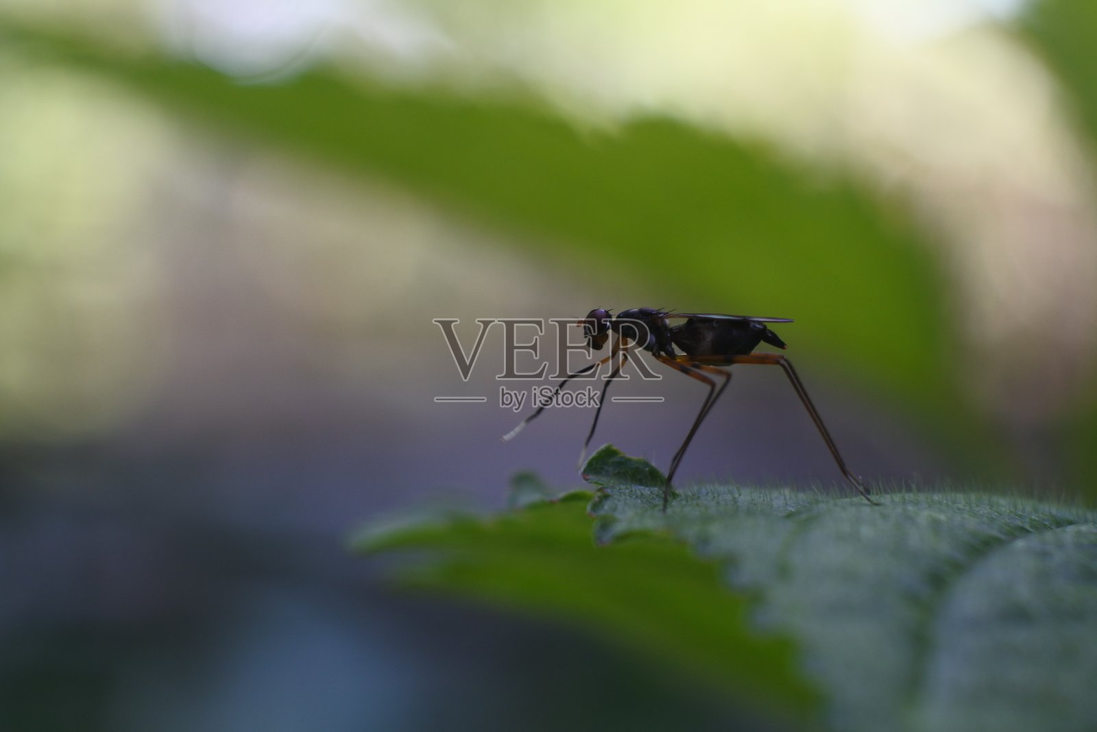 黄蜂栖息在一片绿叶上，嘴巴和脚在动照片摄影图片