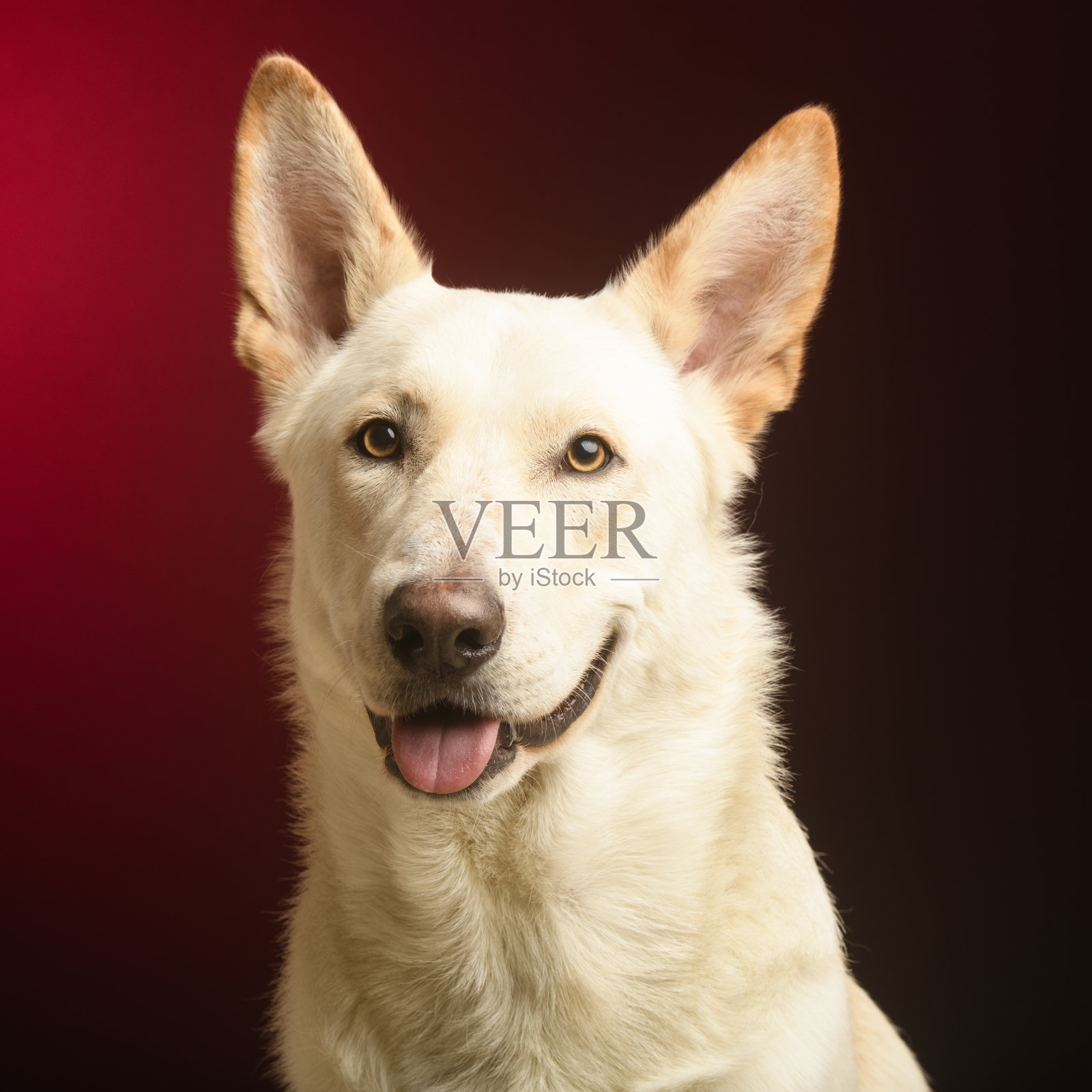 工作室里的狗肖像照片摄影图片