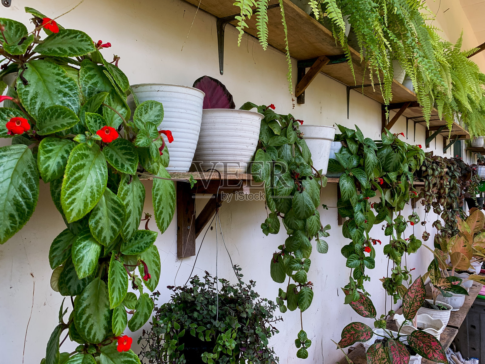 各类植物照片摄影图片