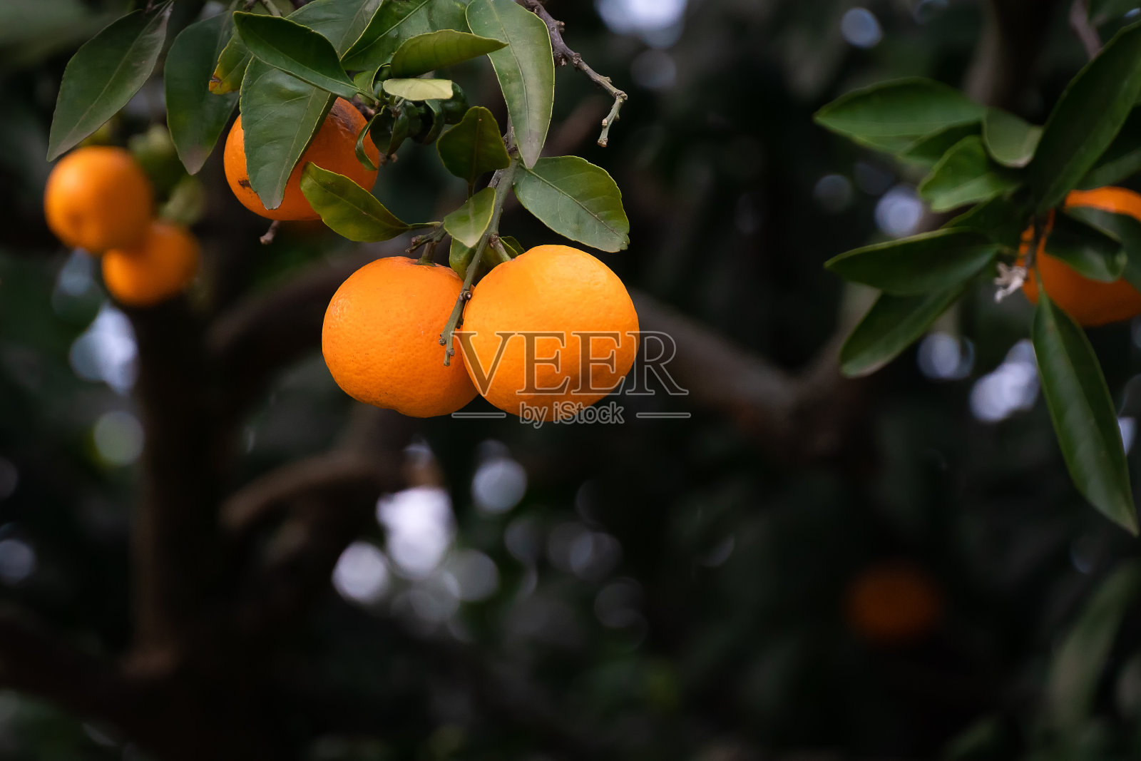 成熟的橘子在树枝上的特写复制空间照片摄影图片