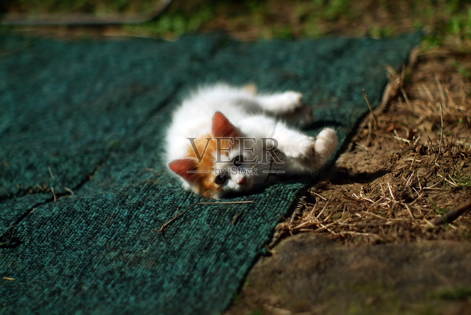 一只毛茸茸的小猫躺在地上照片摄影图片