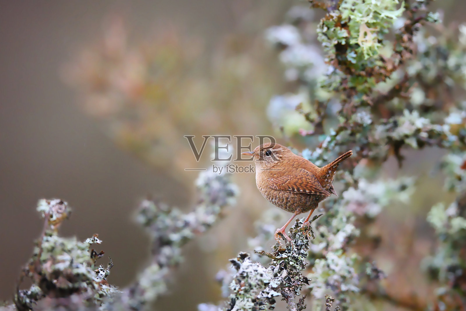 在秋天的大自然中，栖息在地衣上的欧亚鹪鹩照片摄影图片