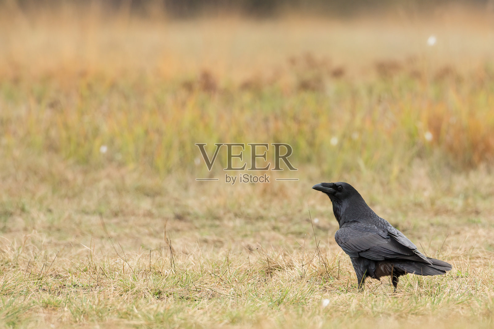 秋天的大自然中，乌鸦坐在干燥的地面上照片摄影图片