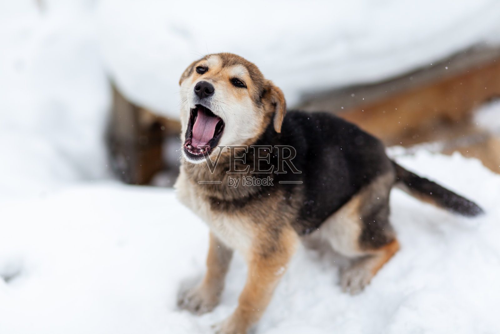 冬日街头的流浪狗：大型混血流浪犬肖像照片摄影图片