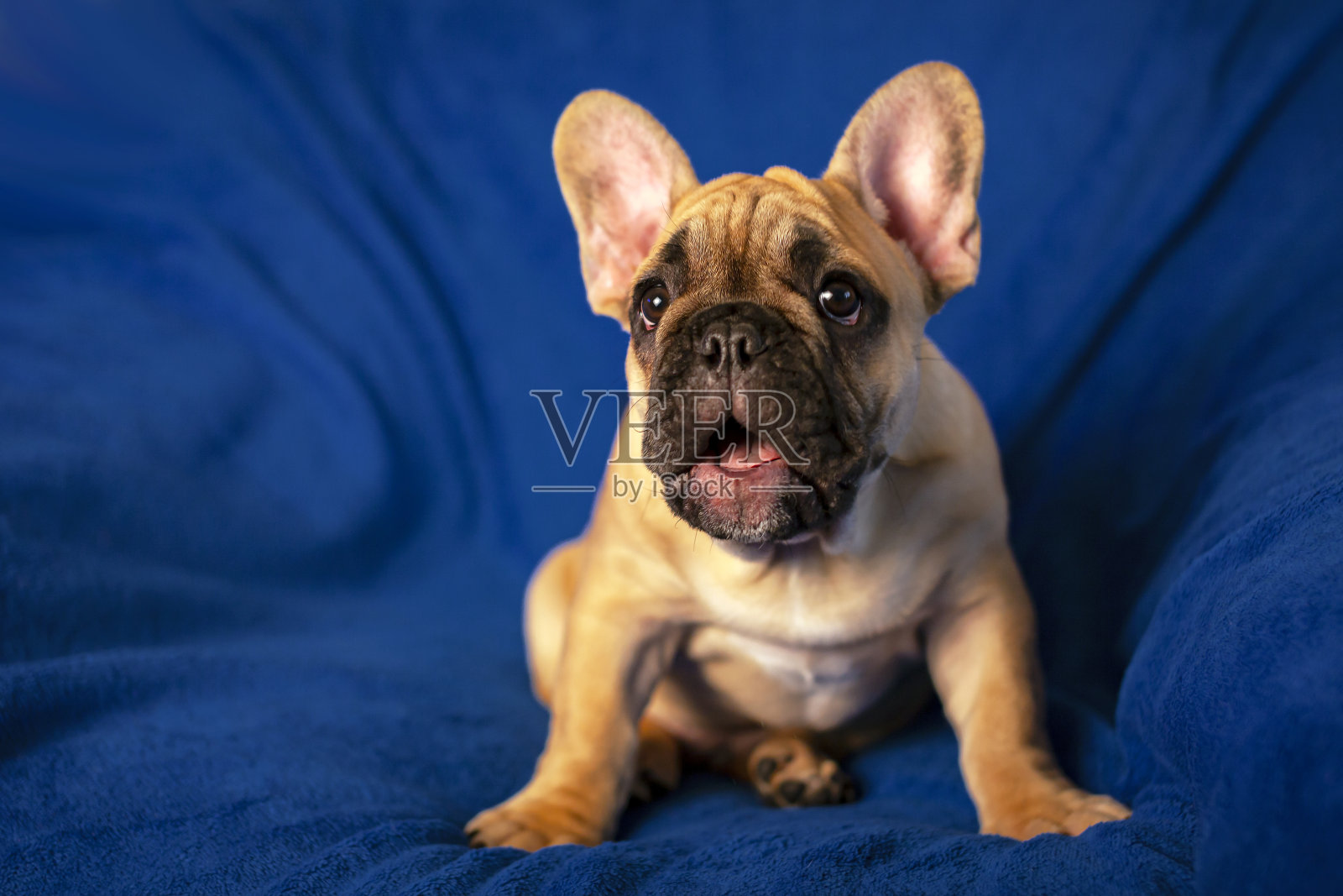 一个有趣的法国斗牛犬小狗的肖像。照片摄影图片