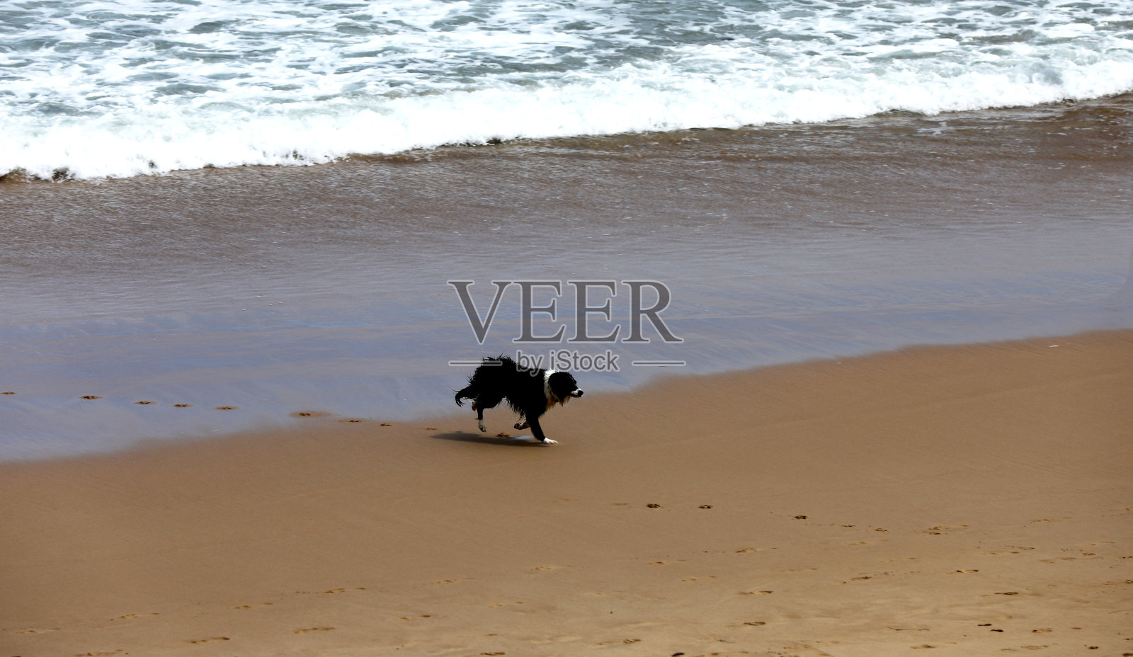 狗在沙滩上玩耍照片摄影图片