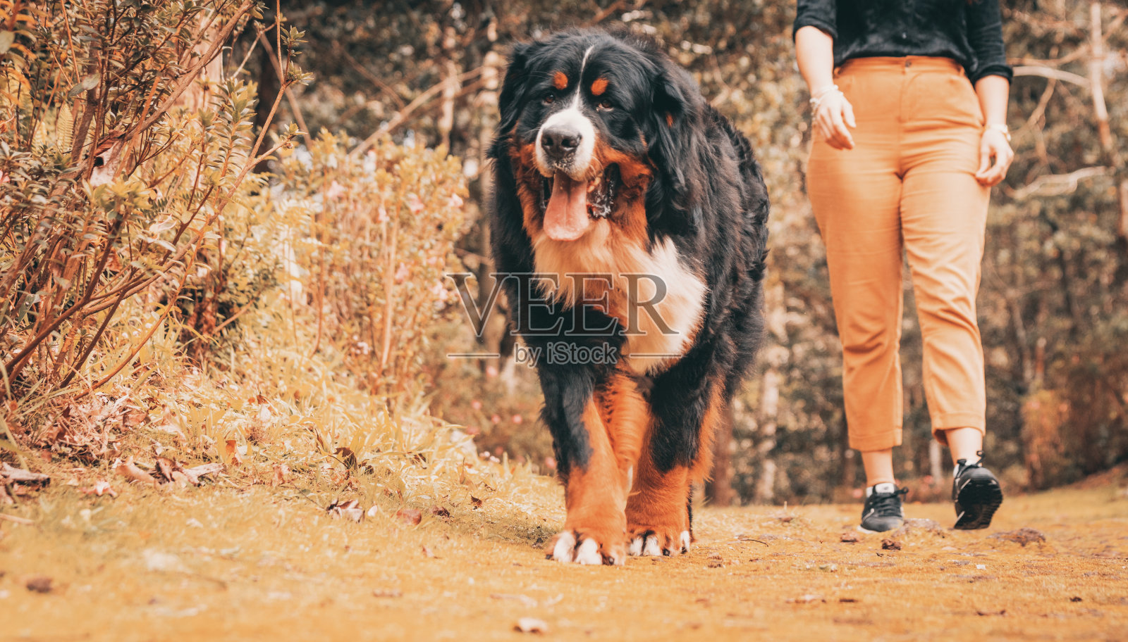 伯尔尼山地犬，户外牧羊犬，可爱又好玩。照片摄影图片