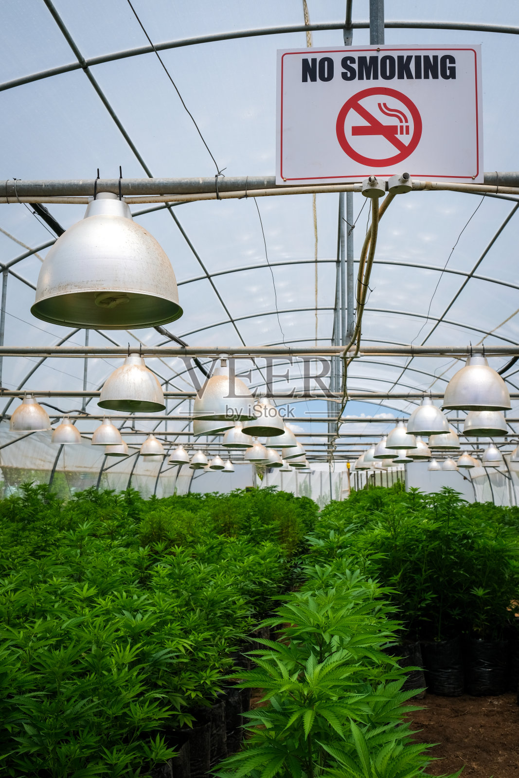 莱索托的大麻医疗农场照片摄影图片