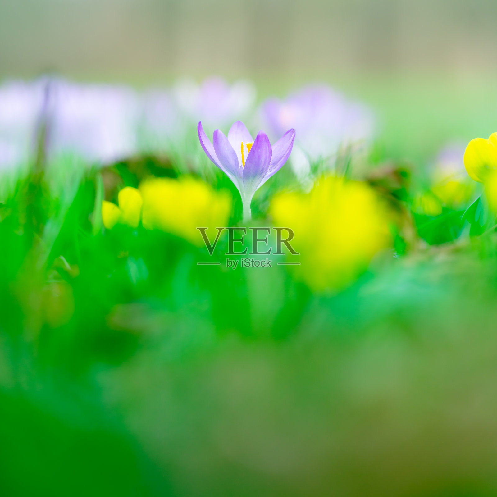 色彩鲜艳的紫色的番红花照片摄影图片