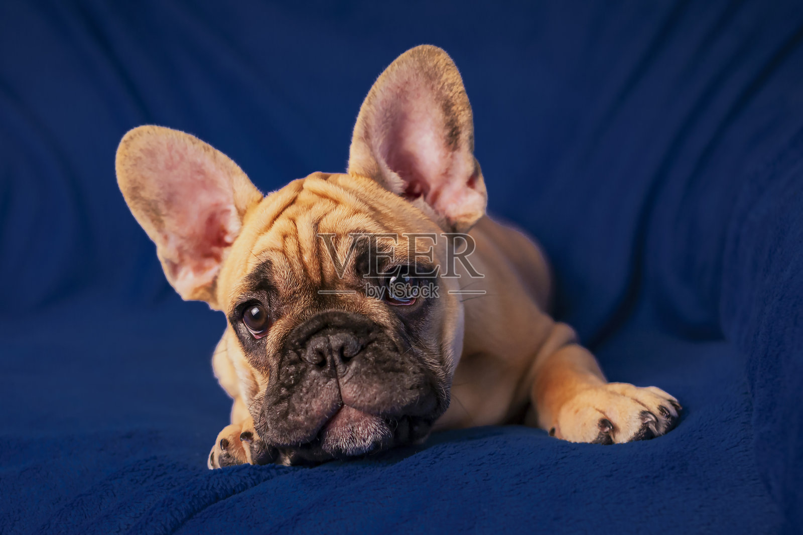 一个有趣的法国斗牛犬小狗的肖像。照片摄影图片