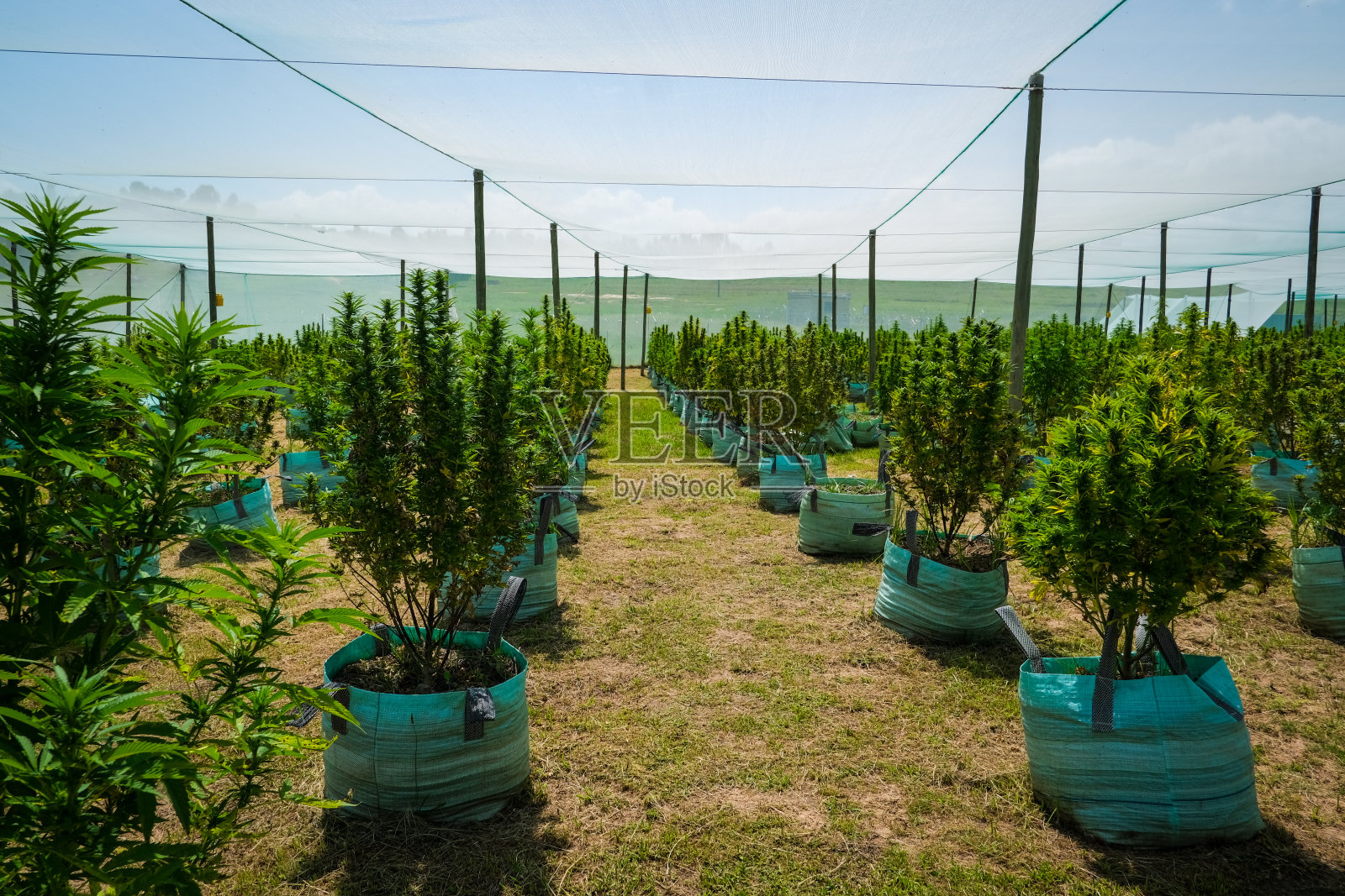 莱索托的大麻医疗农场照片摄影图片