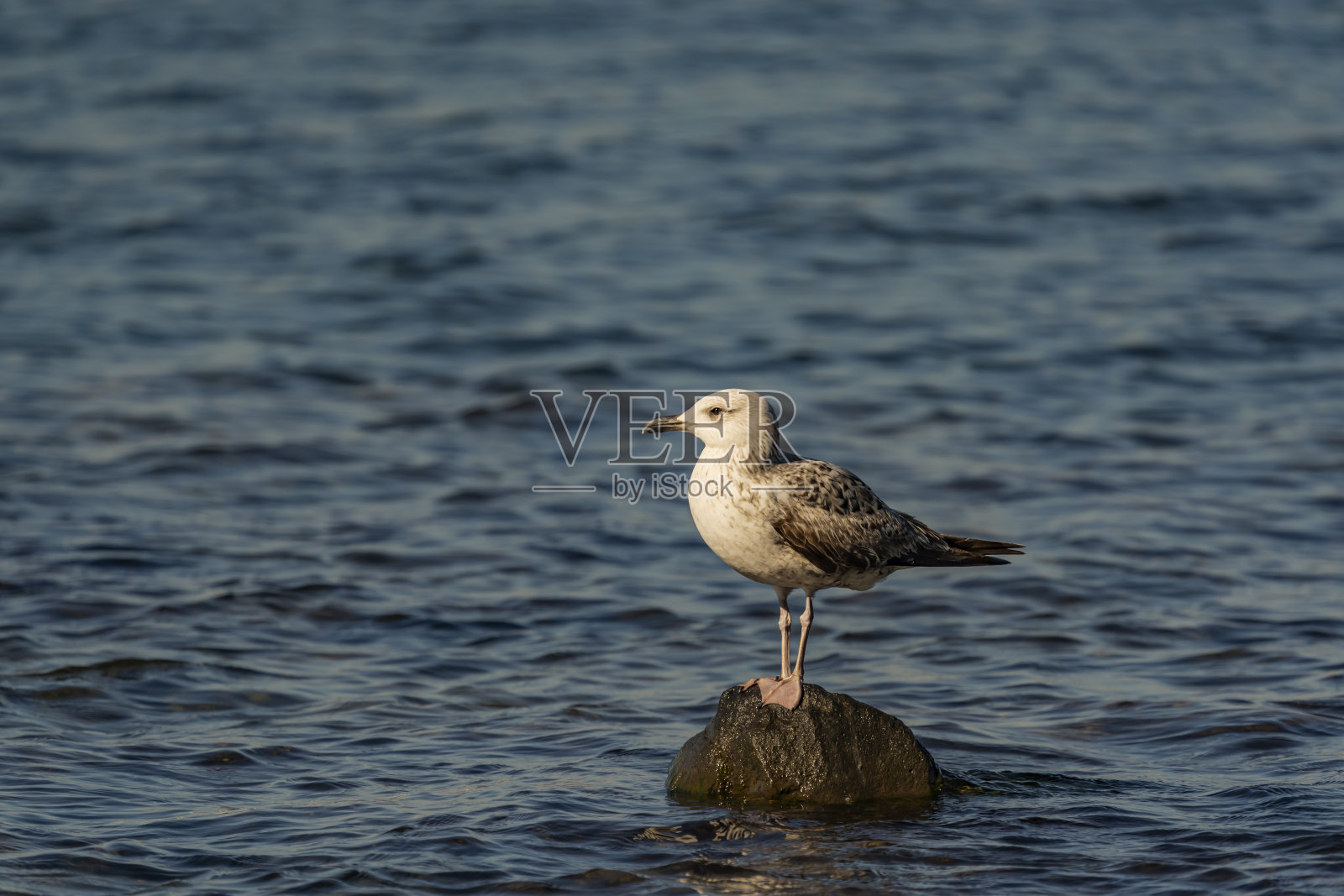 男性的黄腿海鸥照片摄影图片