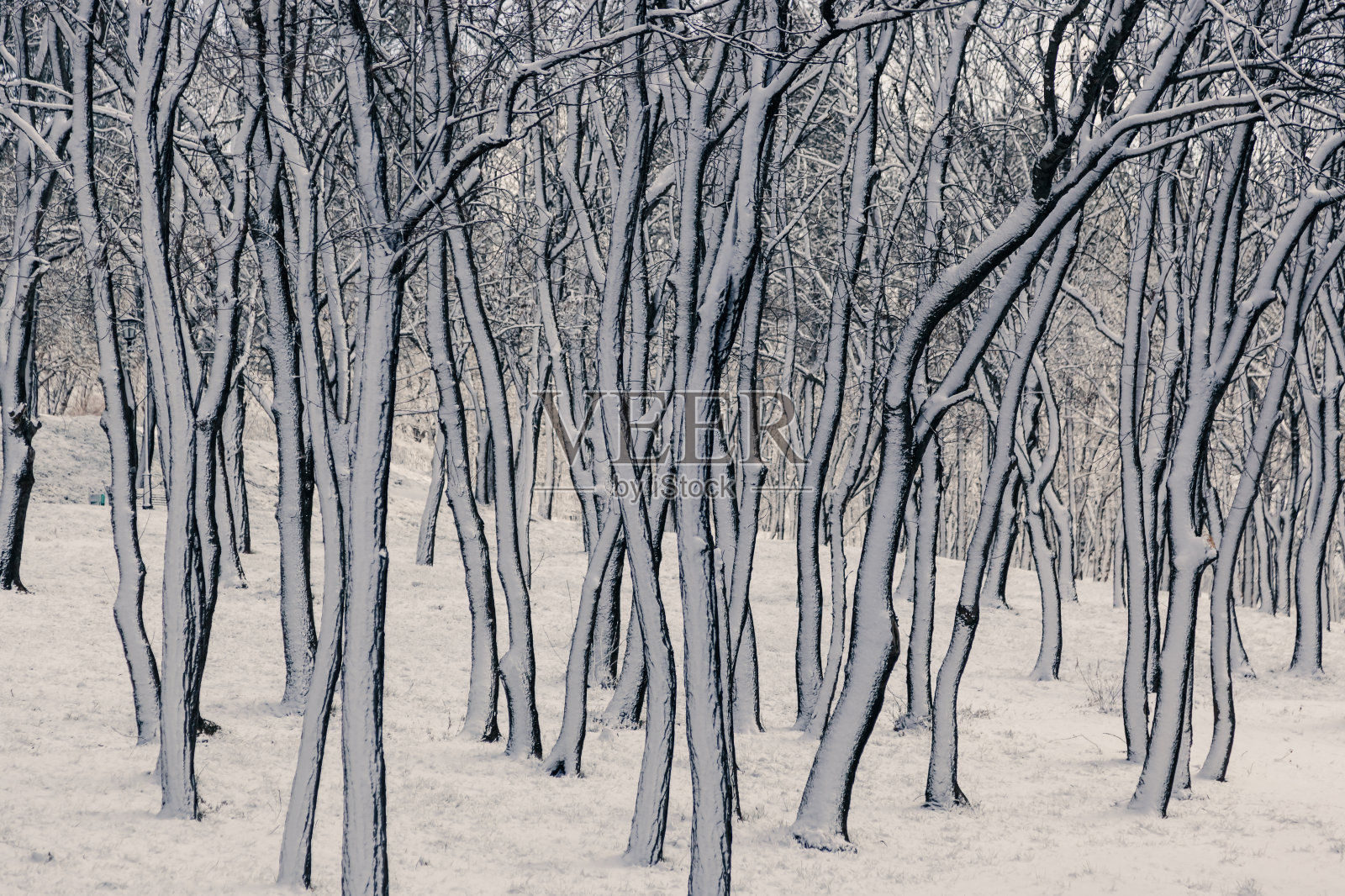 白雪皑皑的树干照片摄影图片