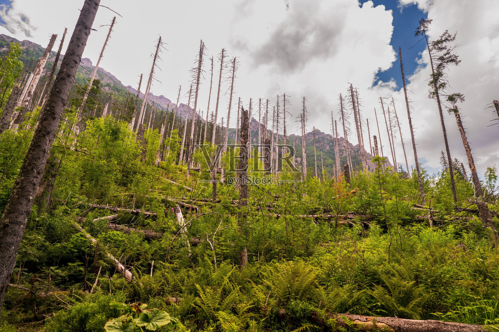 在前往位于Tatry山脉的Tatra国家公园morskoko湖的路上，可以看到波兰山脉周围高大的树木和引人注目的云朵照片摄影图片