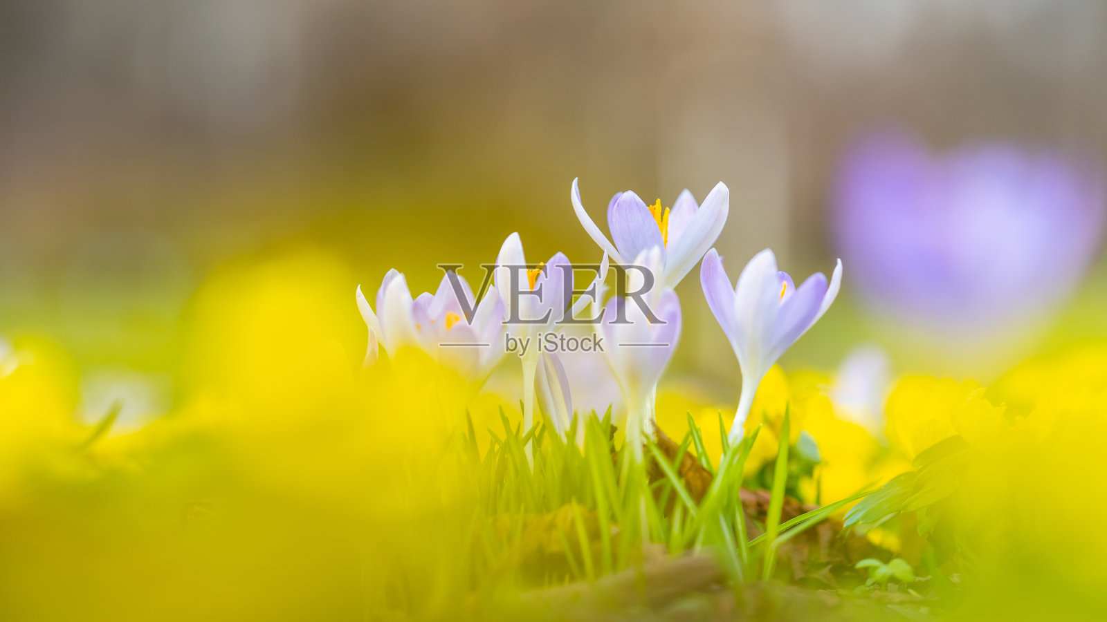 色彩鲜艳的紫色的番红花照片摄影图片