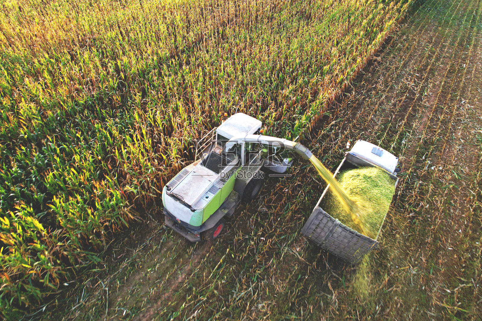 收割玉米的牧草收获机。照片摄影图片