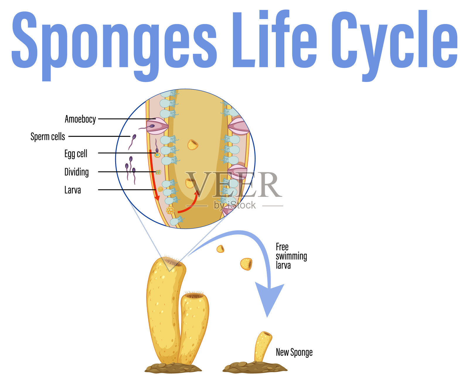 图示海绵的生命周期插画图片素材