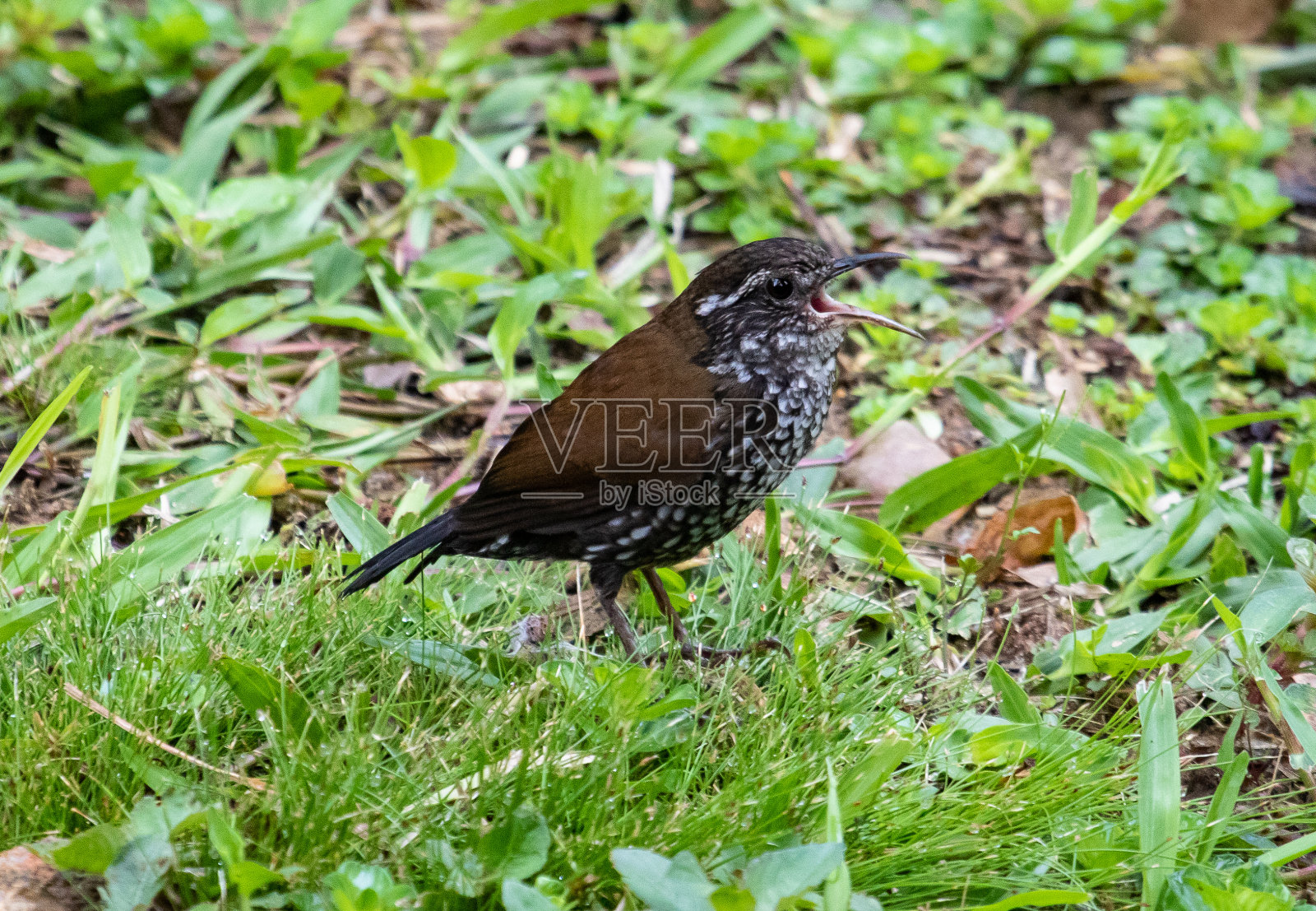 鸟儿在草地上歌唱照片摄影图片