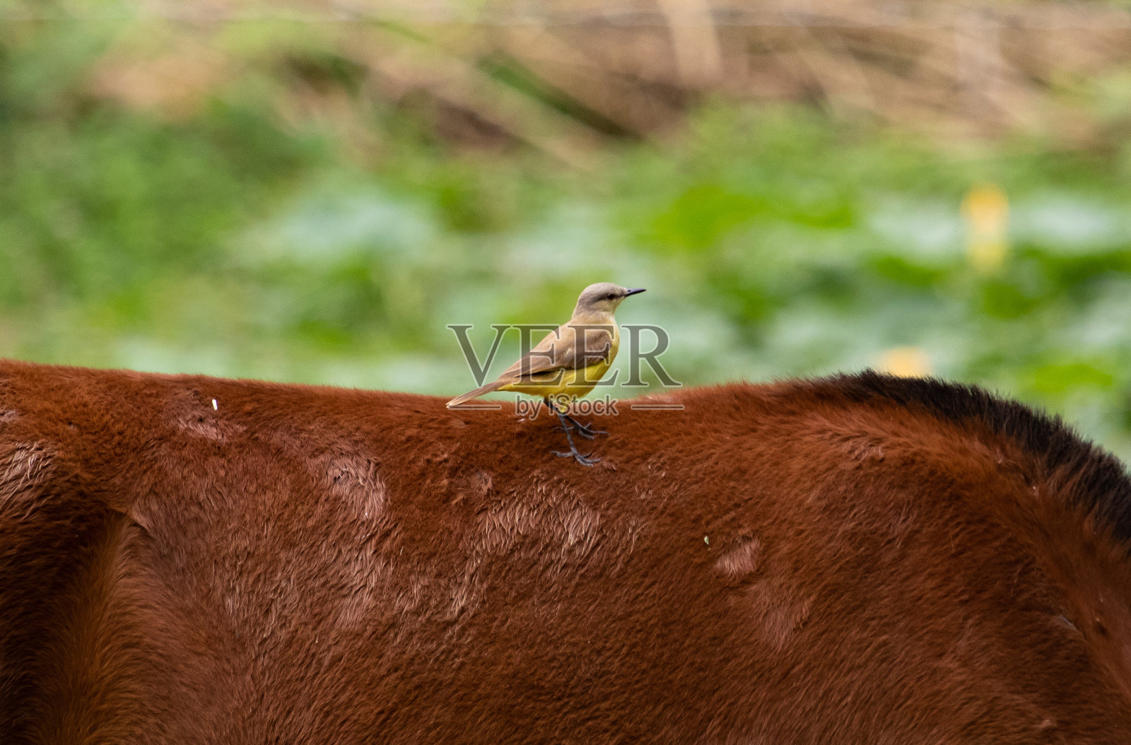 鸟在马照片摄影图片
