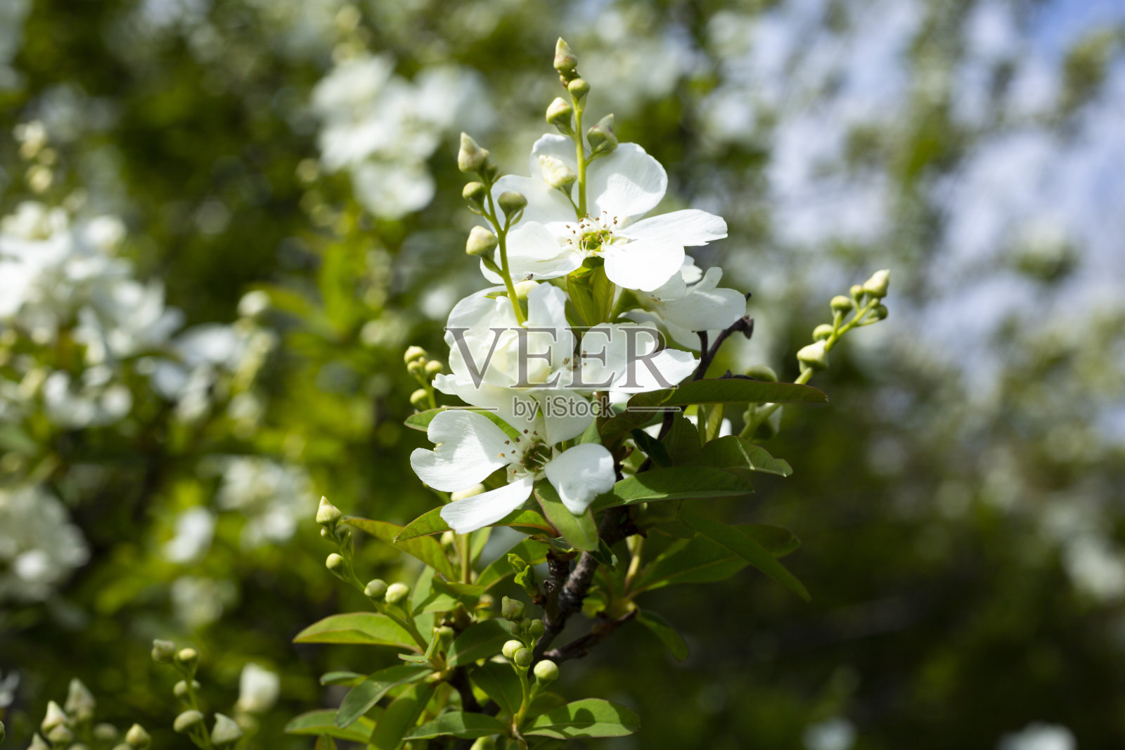 珍珠灌木“新娘”在公园里，所谓的珍珠白色的花在绿色的背景上照片摄影图片