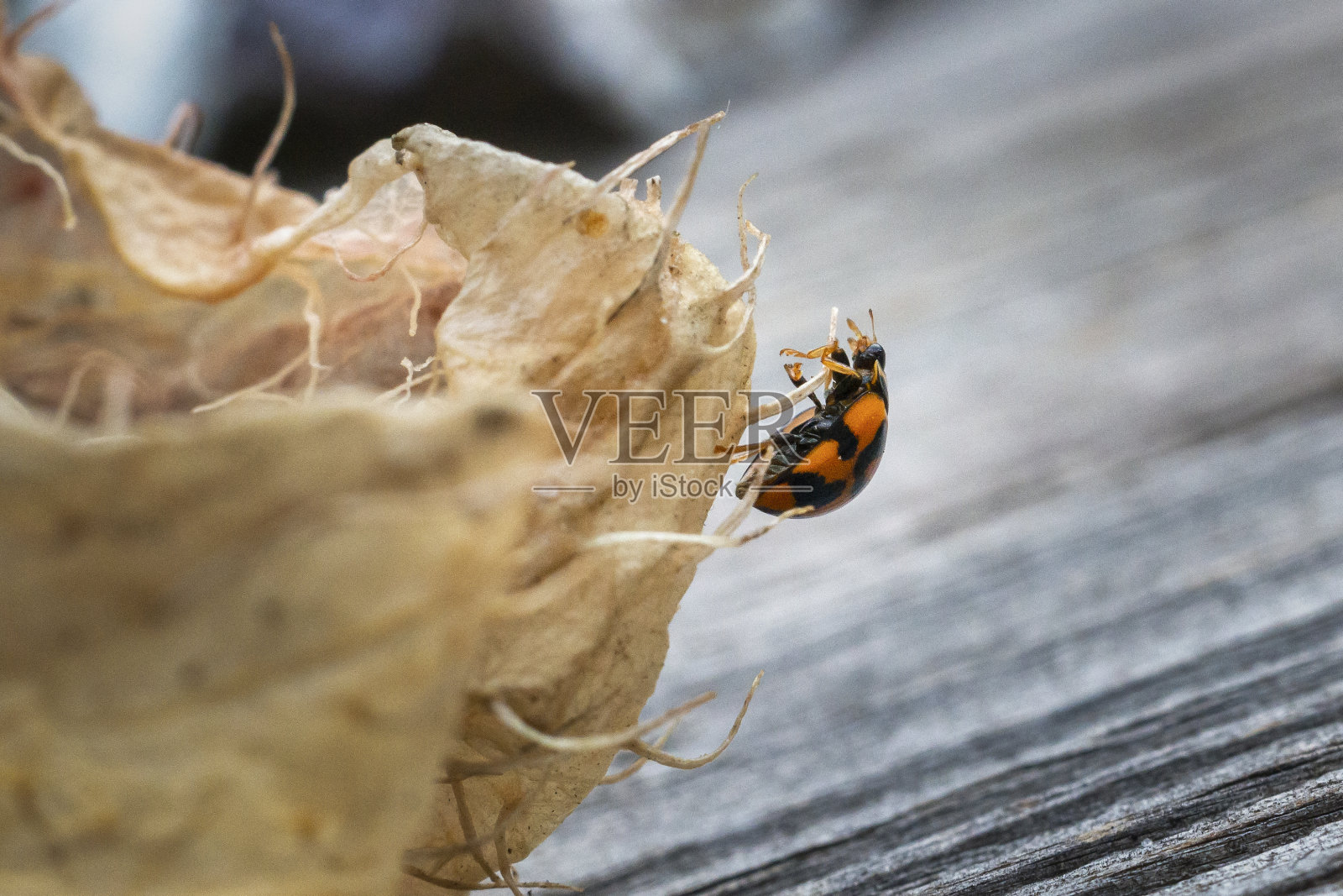 背上有黑点的橙色瓢虫在干花上爬行。照片摄影图片